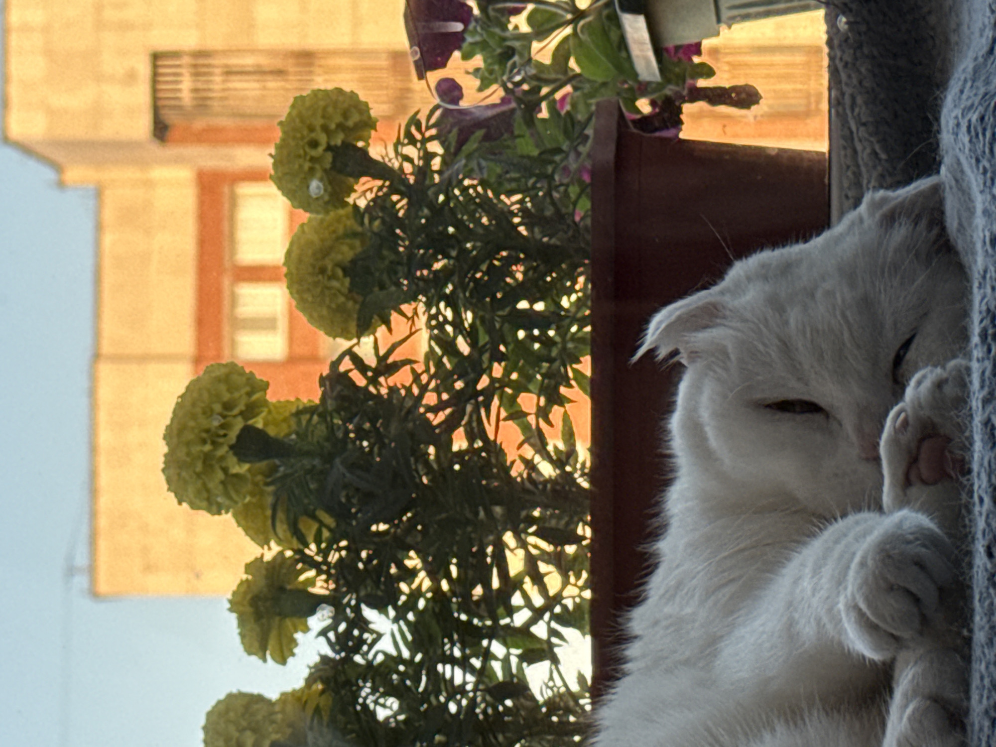 Cat napping by yellow flowers, film cameras nearby in Ufa