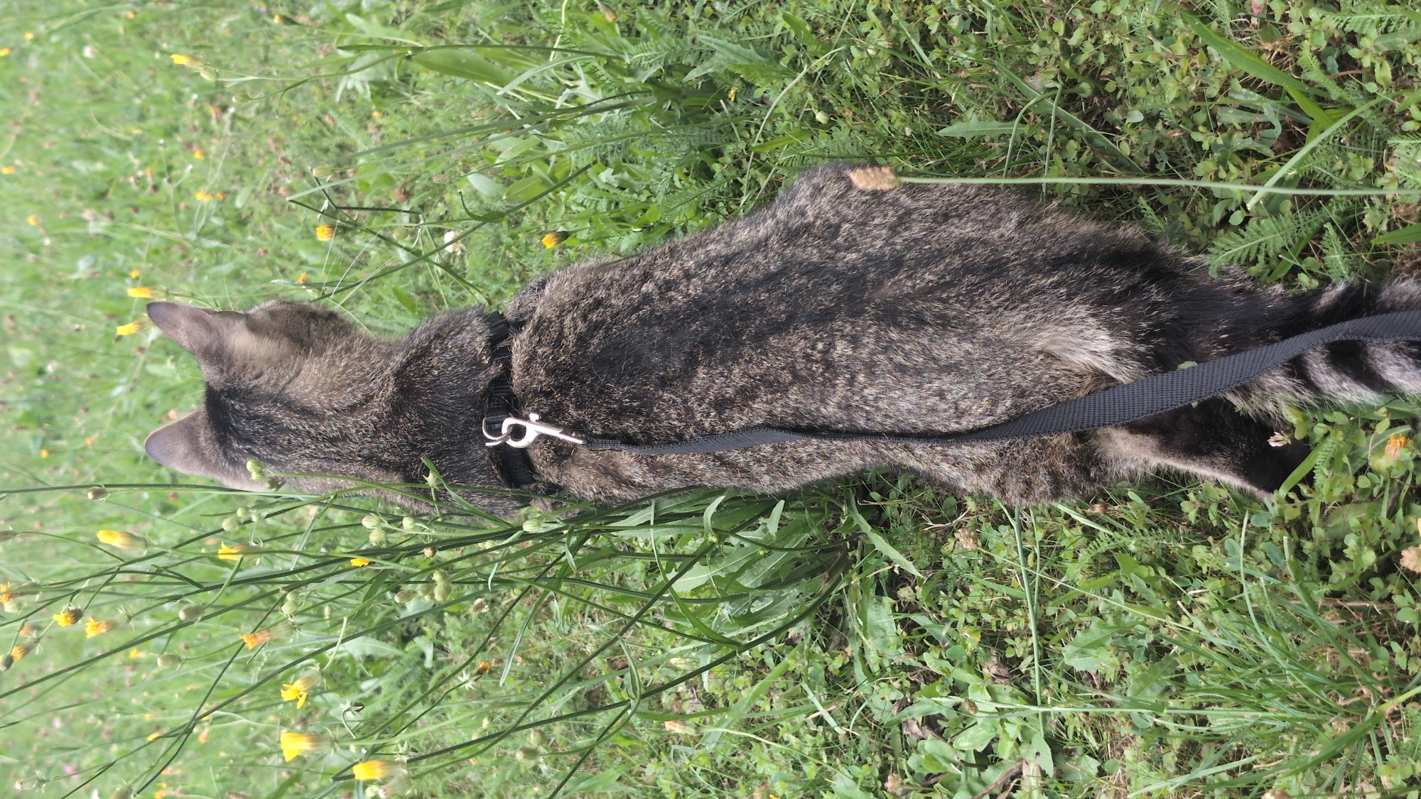 Grey tabby cat on leash gazes out across a wildflower field