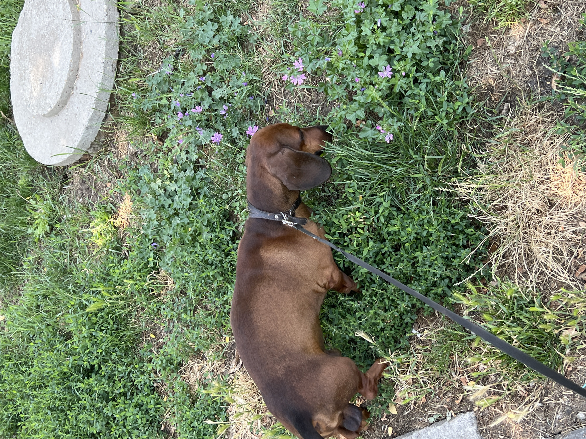 Dog walk and playground in a Belgrade neighborhood park