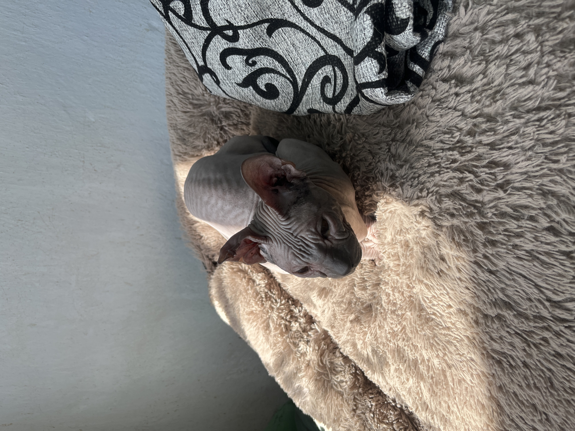 Pets rest peacefully in homes across Nizhny Tagil
