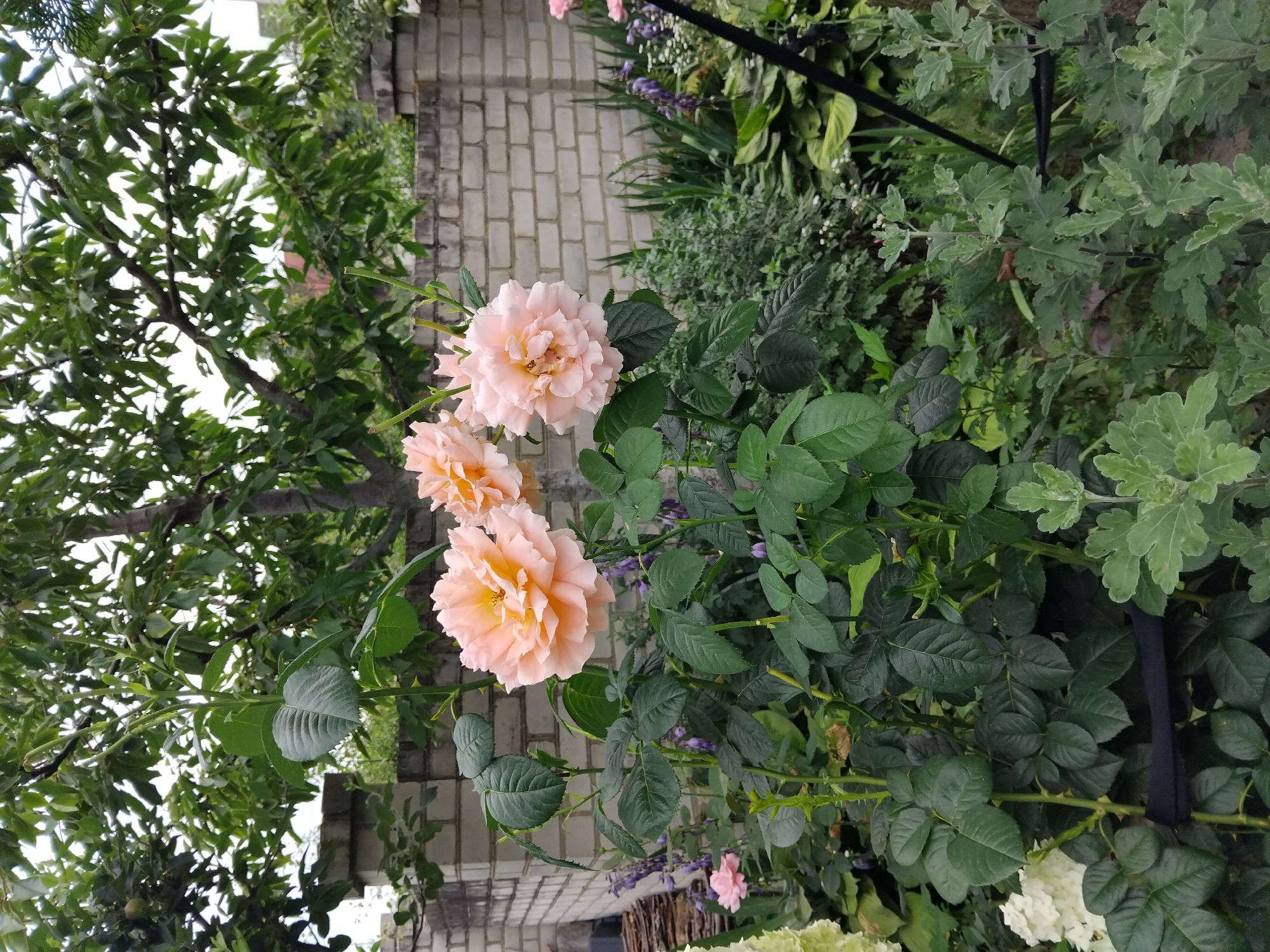 White cat, blooming roses, and a Zhytomyr yard at dawn