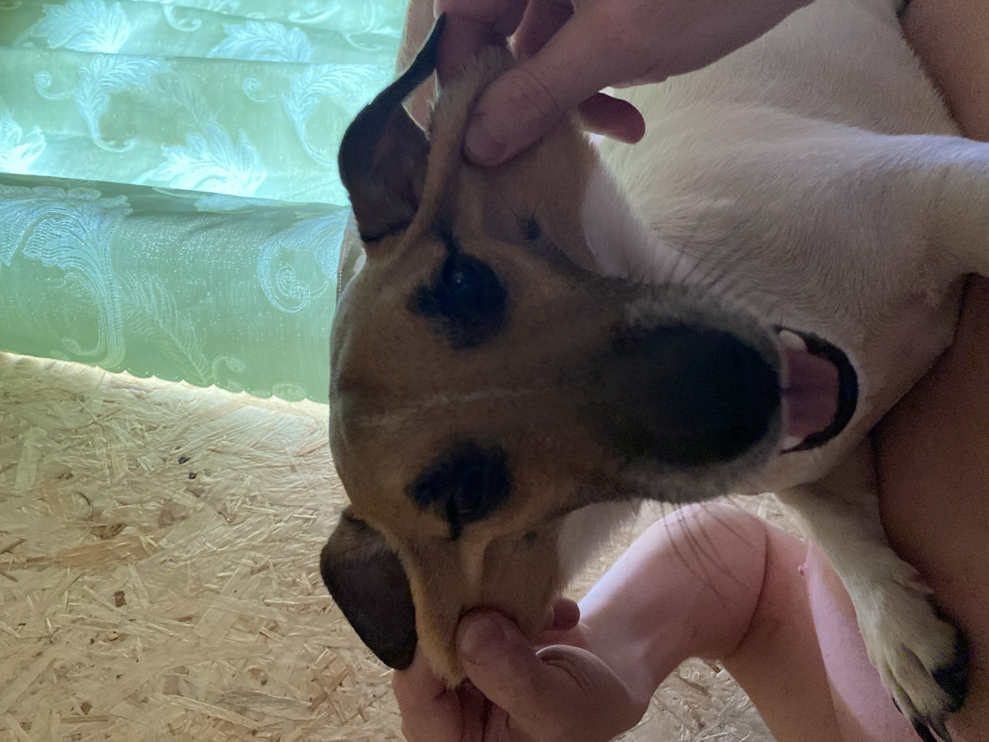 Adult handles small dog indoors in Chaikovsky, Russia