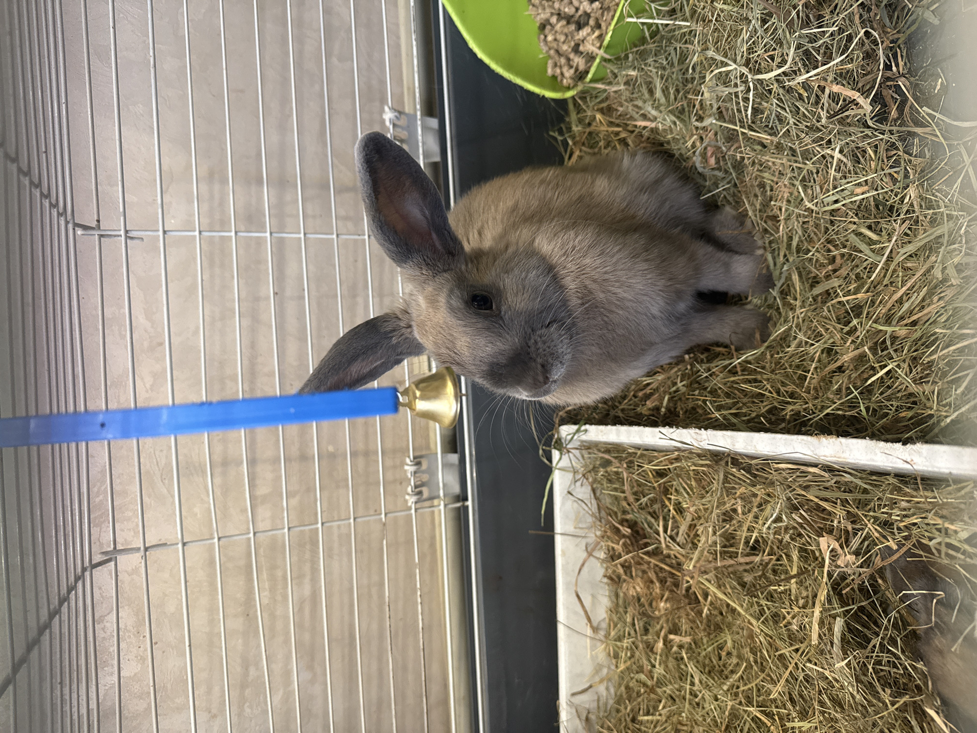 Backyard rabbits, a newborn litter, and some garden chores