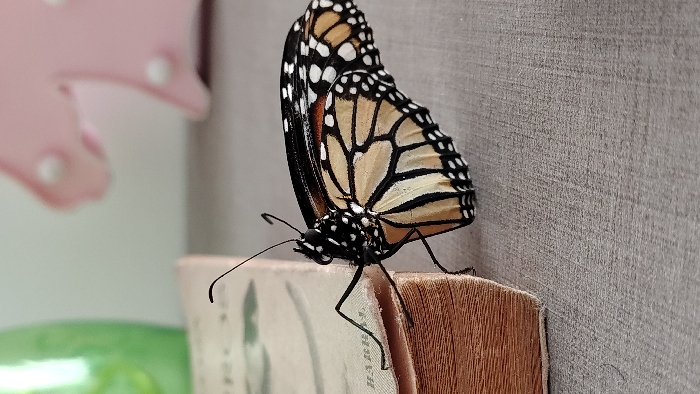 Monarch butterfly visits Vargas Llosa book in Lima suburb