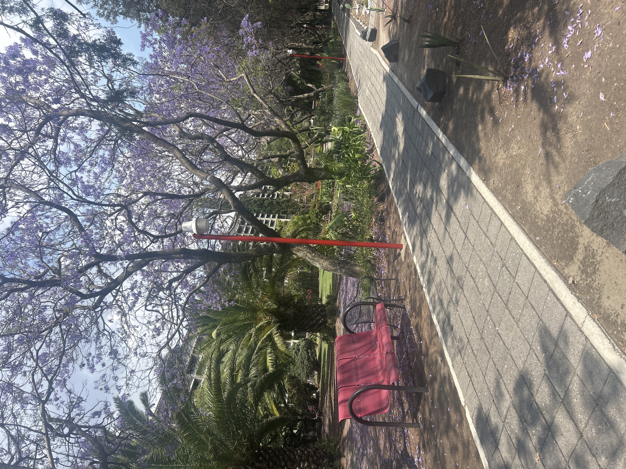 Spring evening walk captures blooming jacarandas, wandering duck, quiet meal