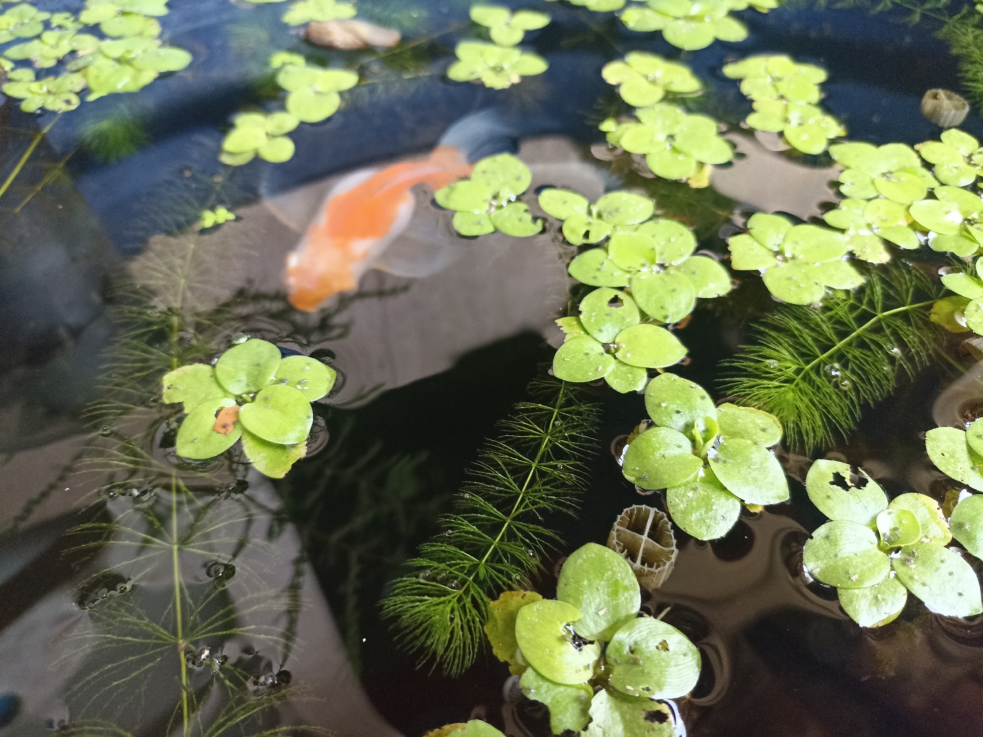 Close-up of a plant-covered pond in Magelang, Indonesia