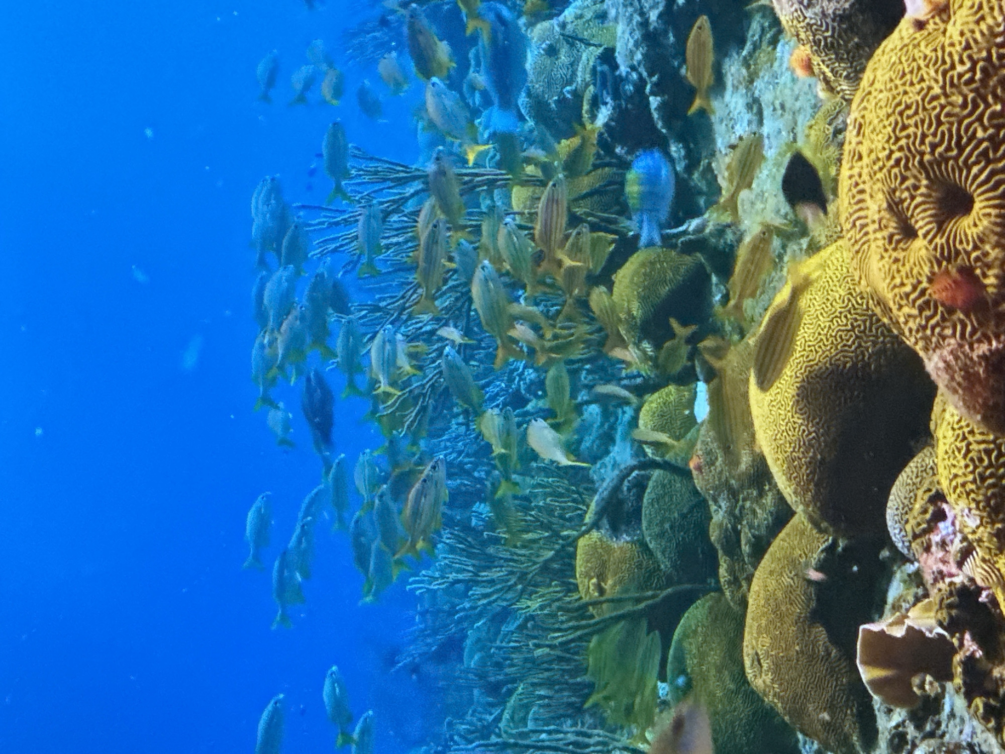 Coral reefs, sea turtles, and jellyfish — aquarium or ocean shots