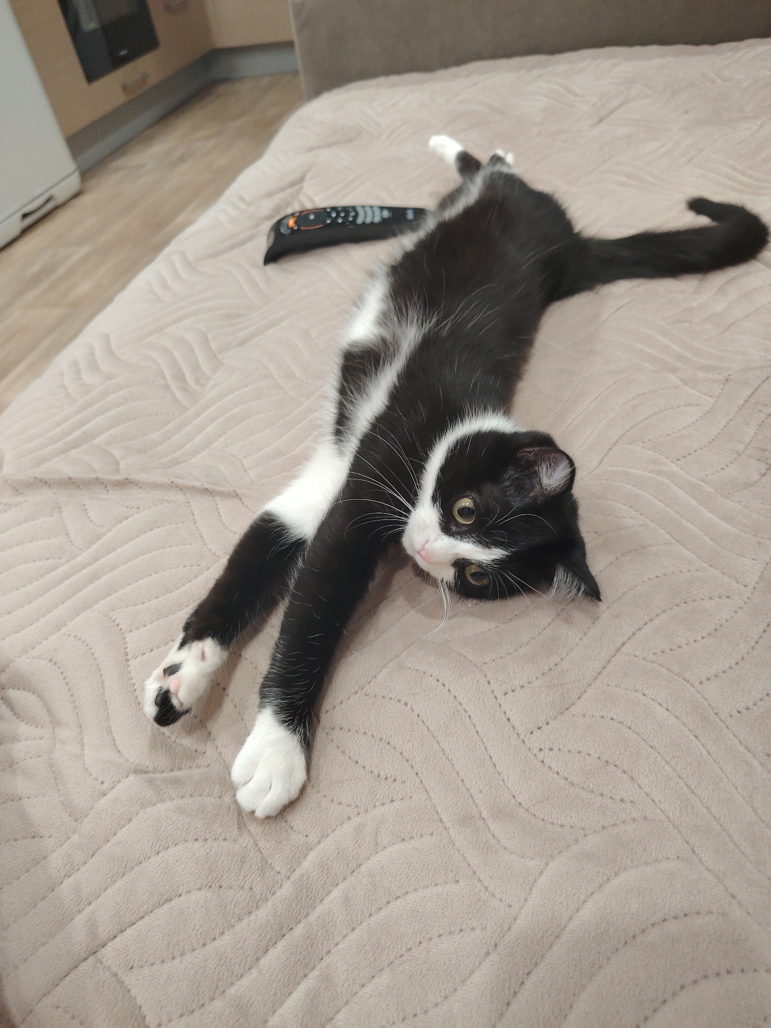 Cat stretches on furniture near remote control