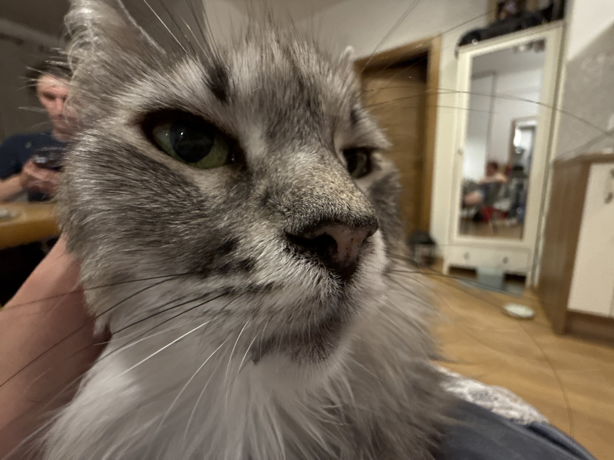 Gray tabby cat with green eyes, up close and personal