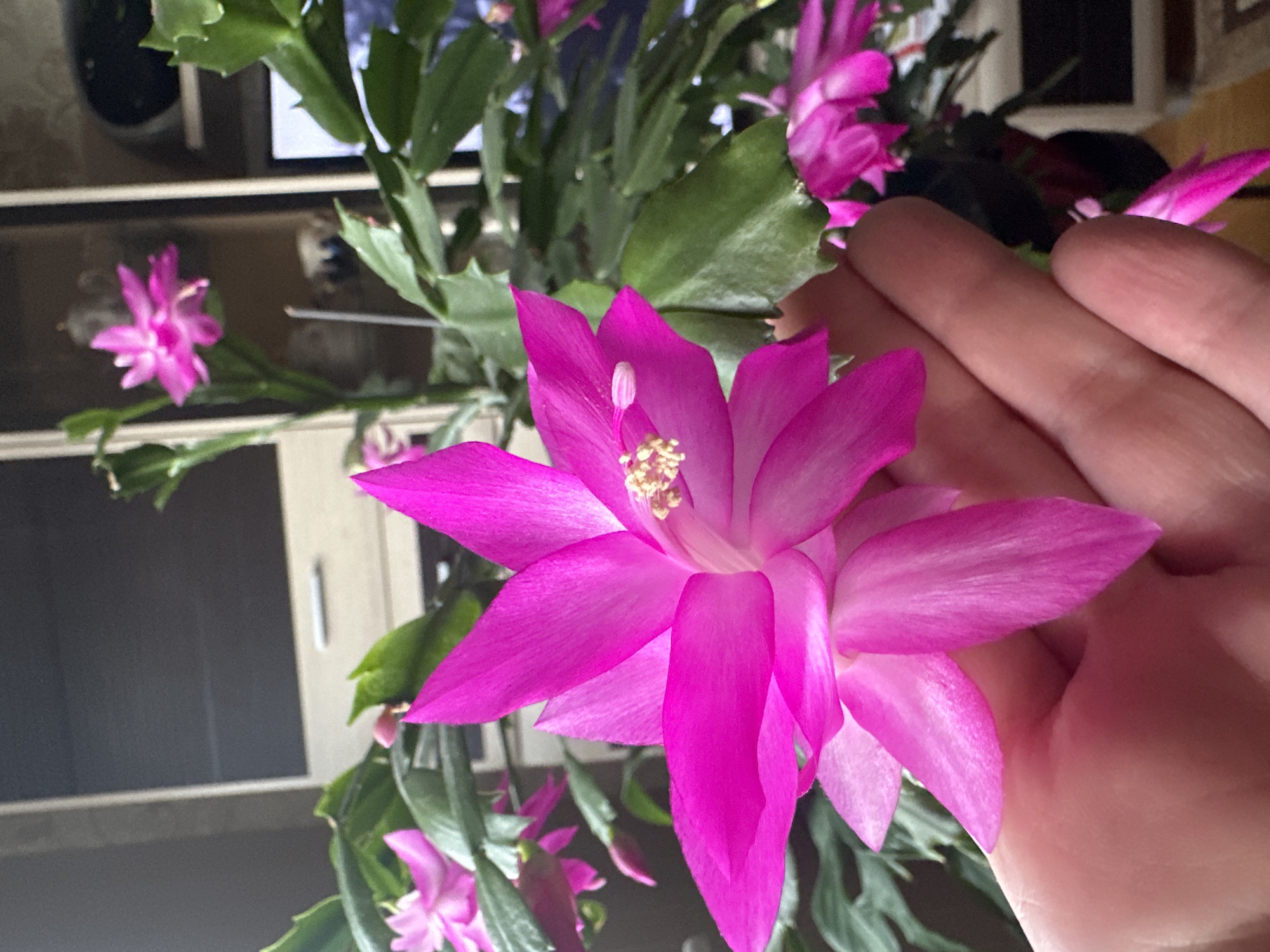 Easter preparations and spring blooms documented in Riga homes