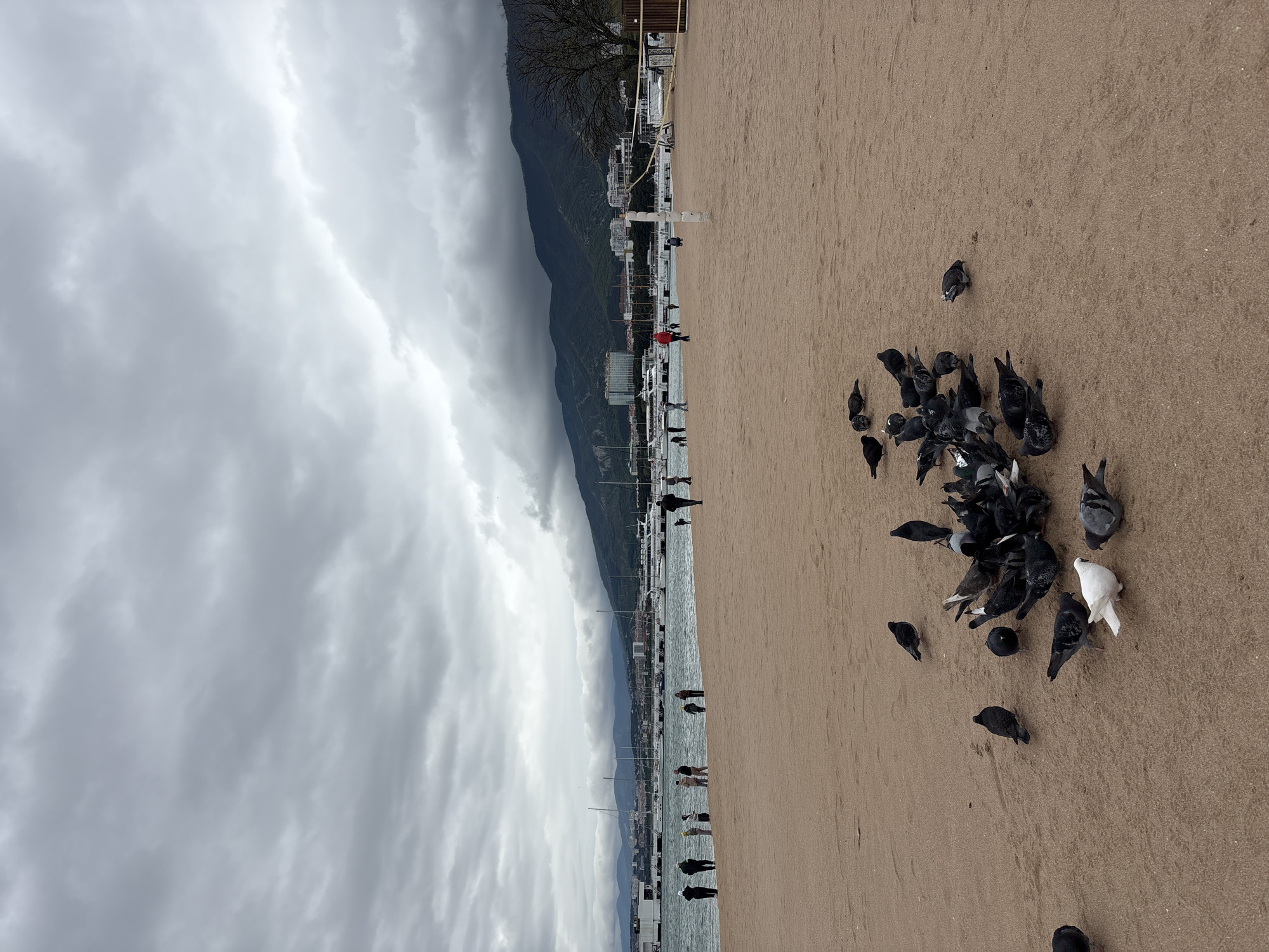 Pigeons gather on cloudy beach day in Gelendzhik