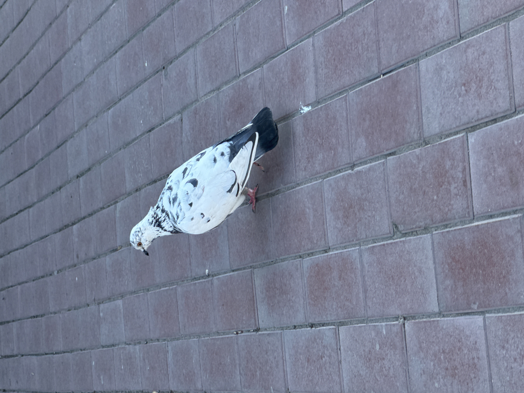 Woman with cup, pigeon spotted on brick walkway near Cyrillic bistro