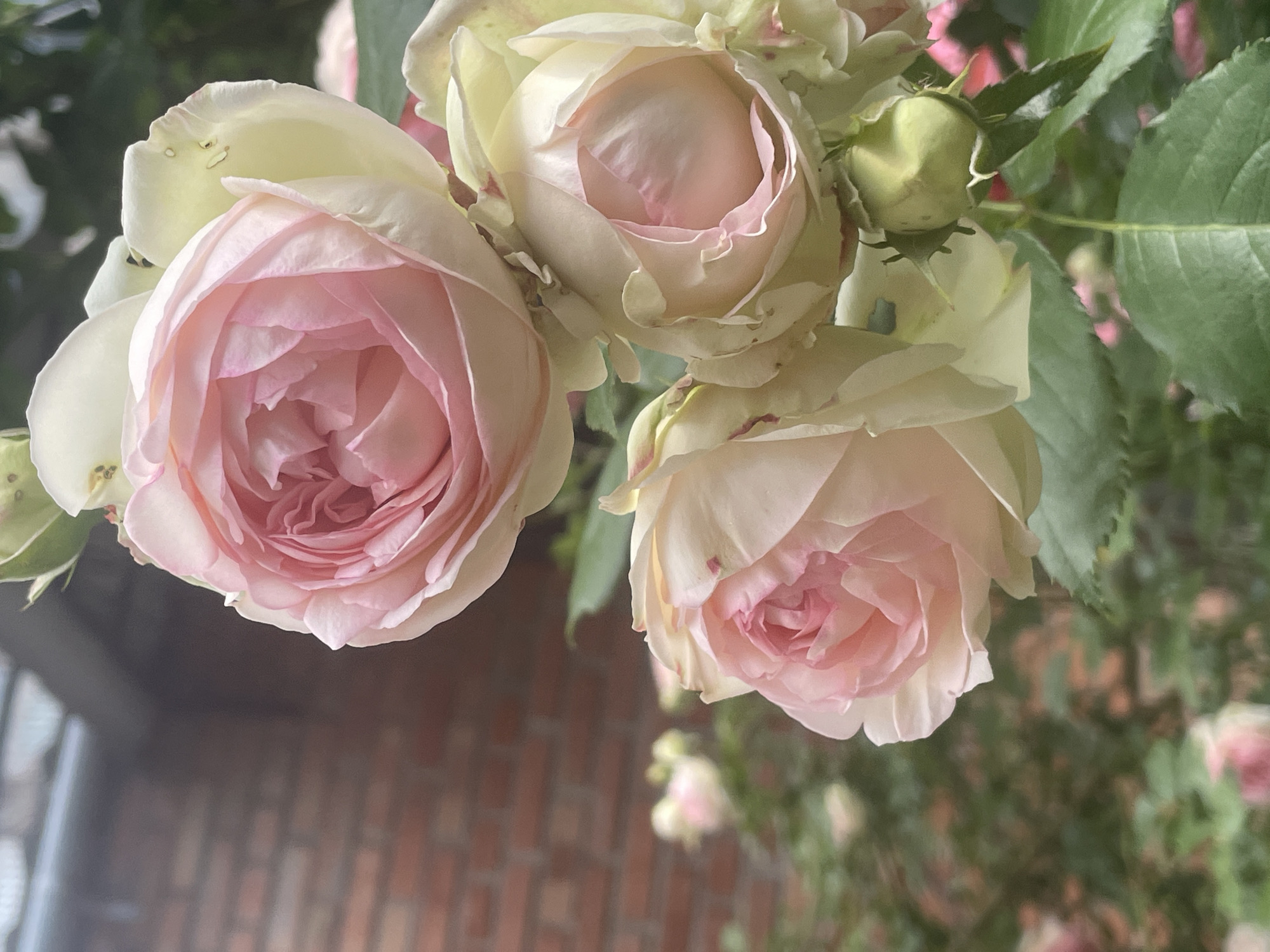 Pink roses bloom in outdoor garden setting