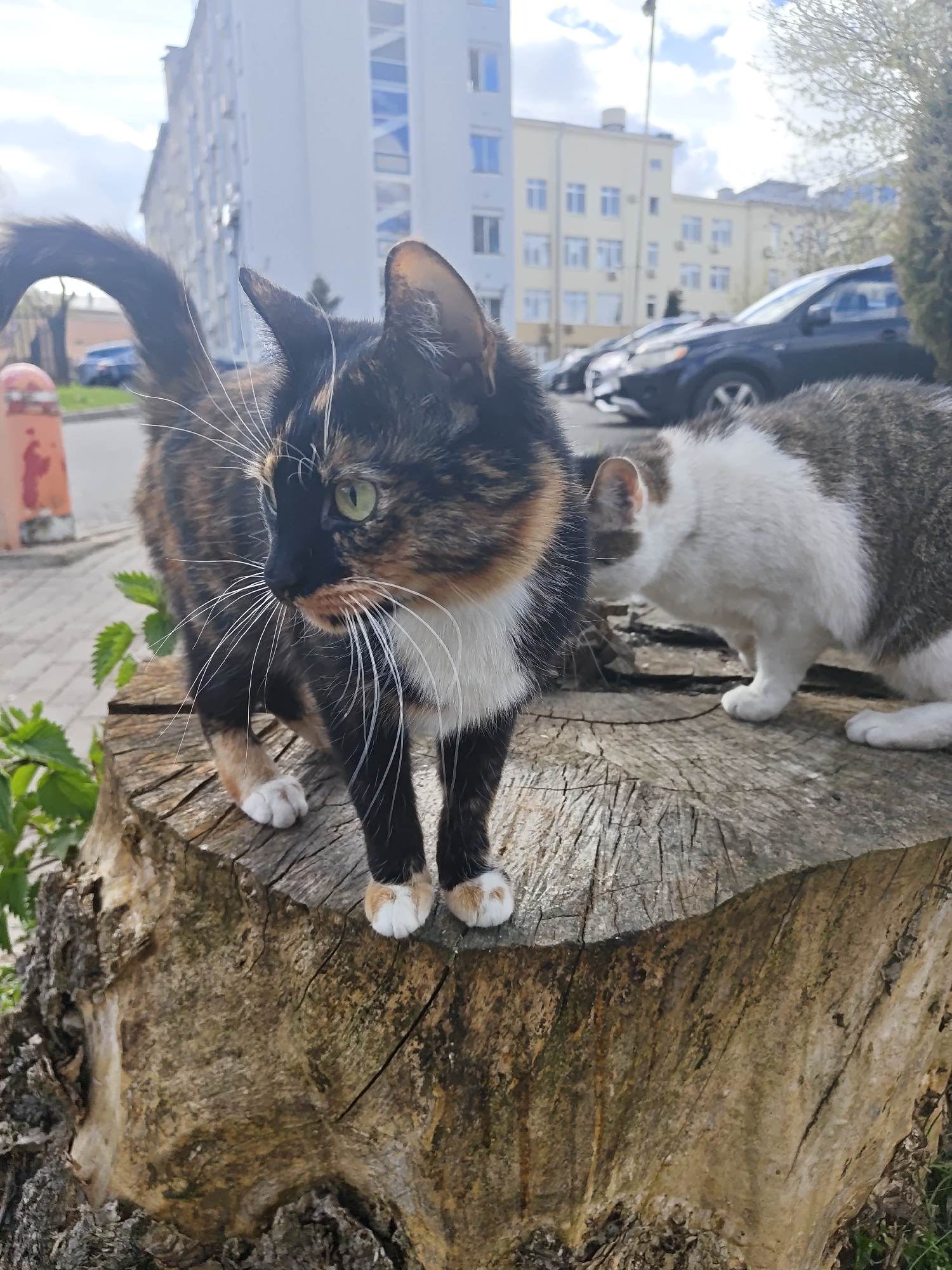 Cats spotted on tree stump in Minsk urban area