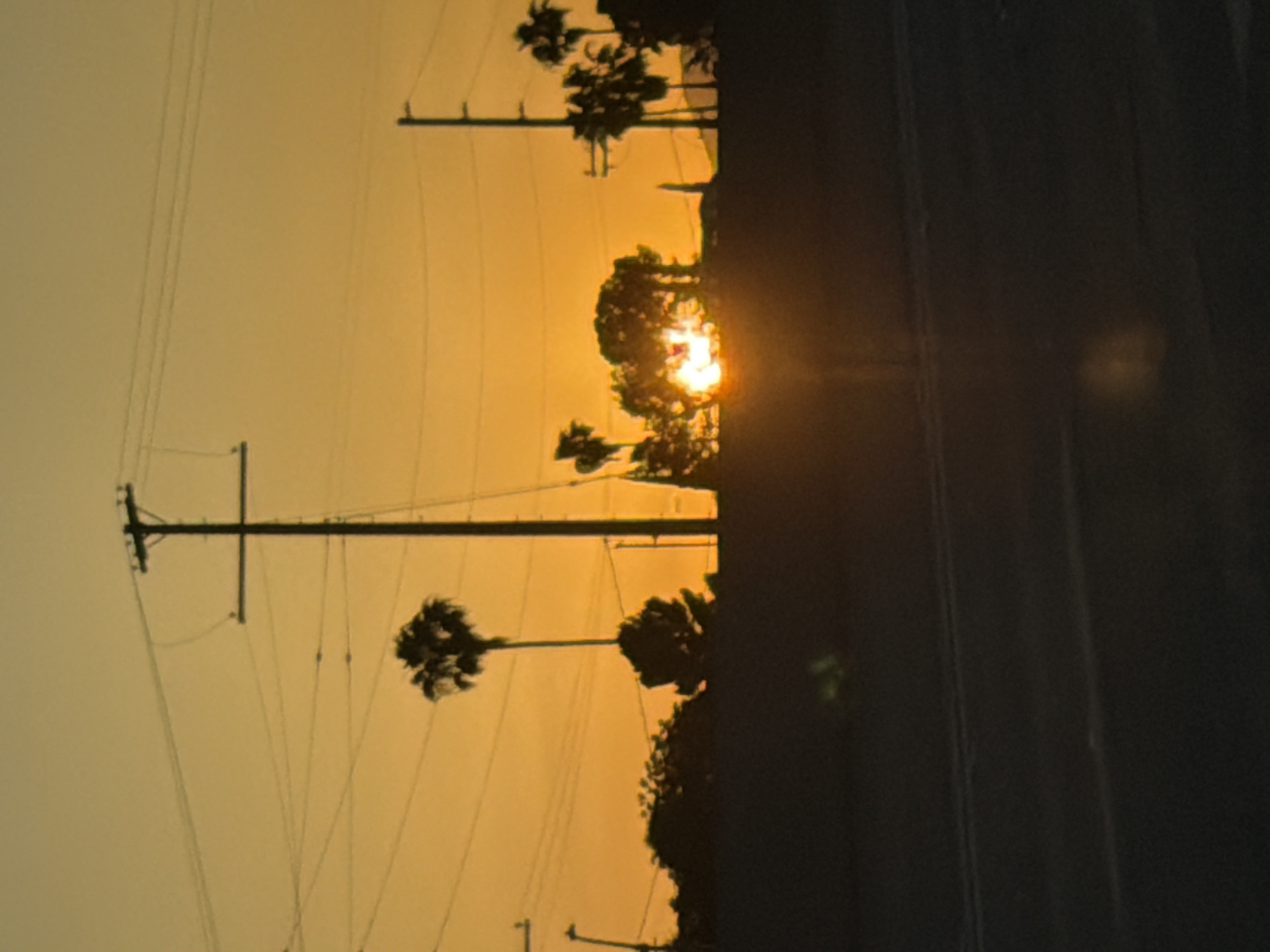 Golden sunset silhouettes palm trees on Los Angeles street