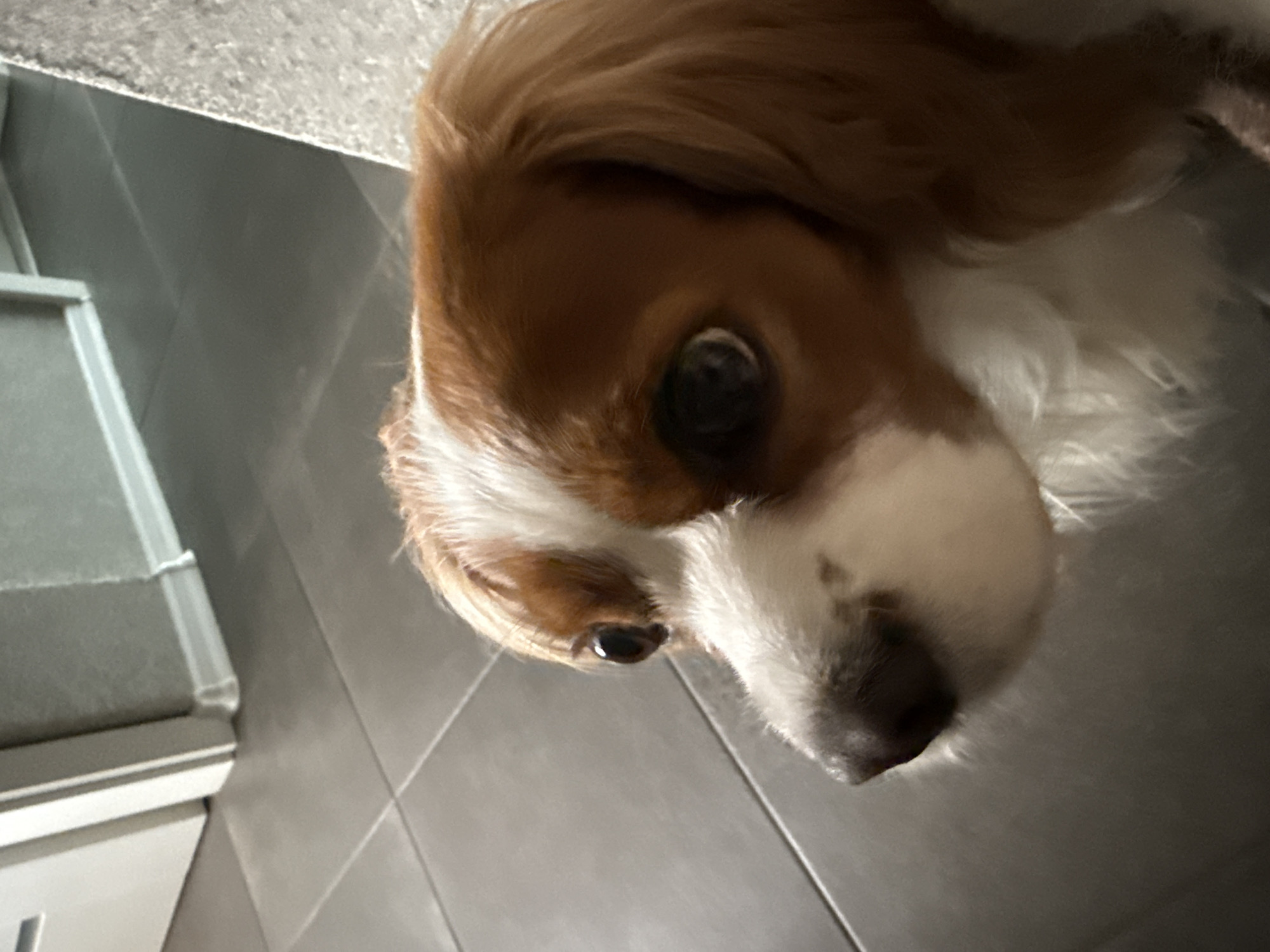 Woman documents morning selfies with dog in Sofia apartment
