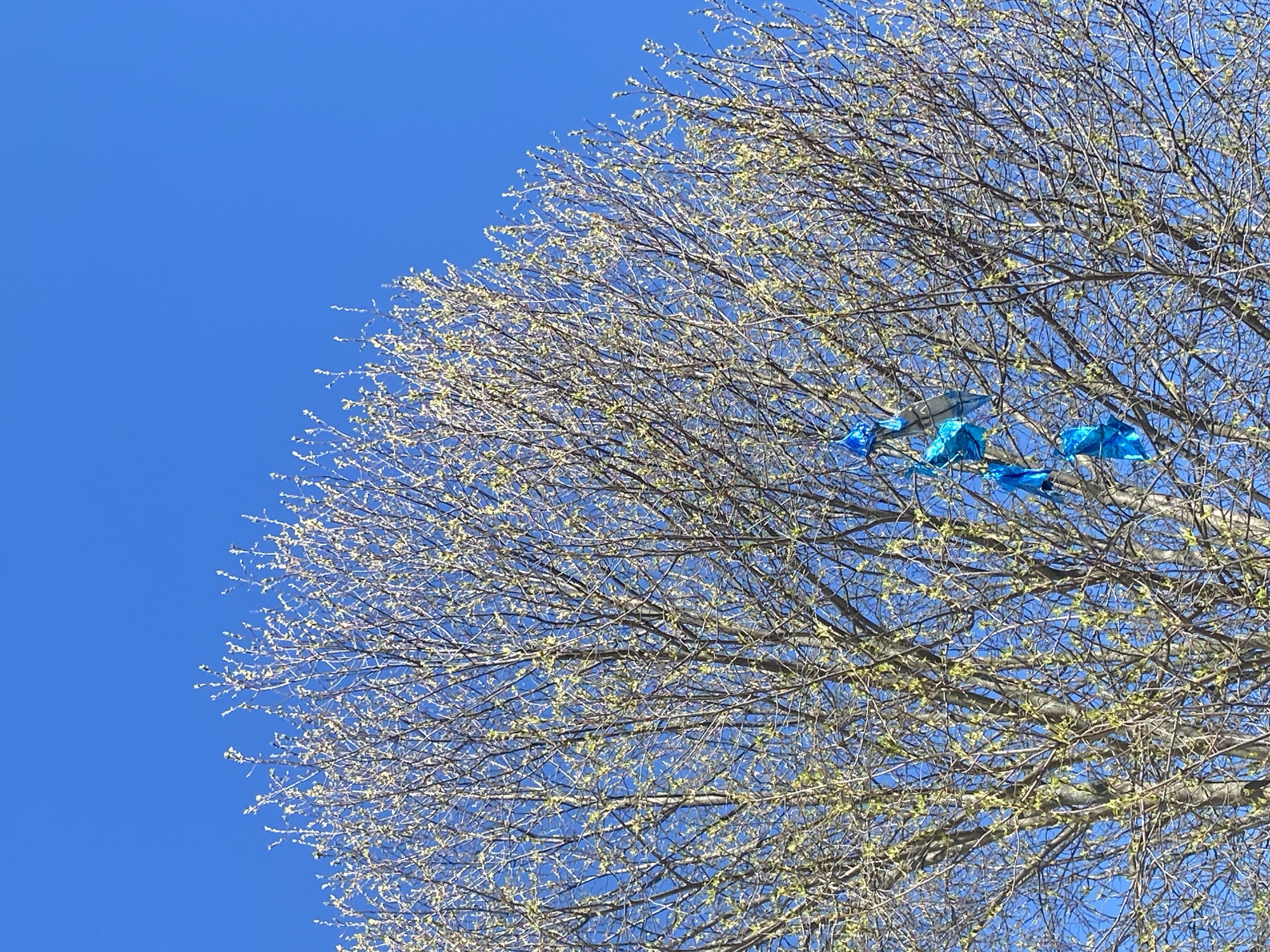 Blue balloons caught in trees observed across Chaikovsky