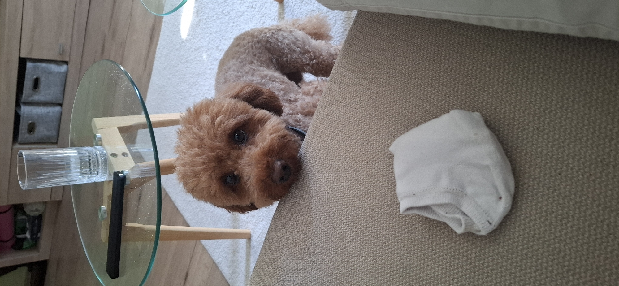 Brown poodle relaxing on a couch with a sock nearby