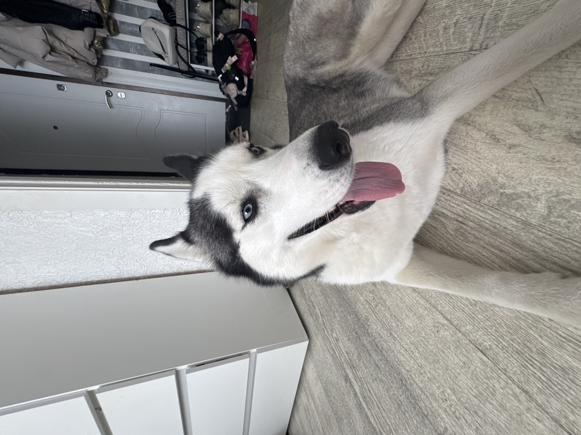 Pet owner shares quiet morning moments with blue-eyed Husky