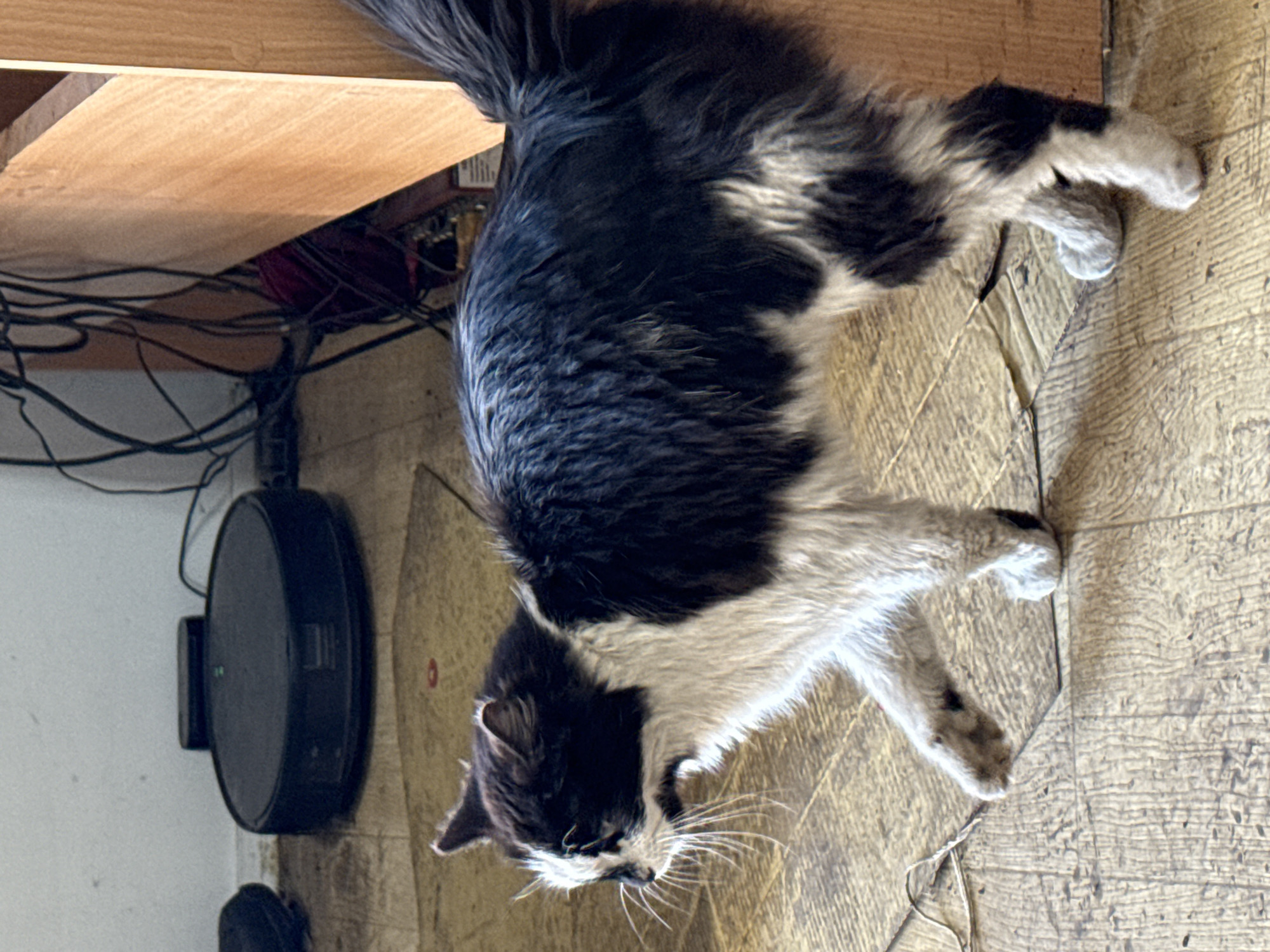 Black and white cat spotted across Sofia area