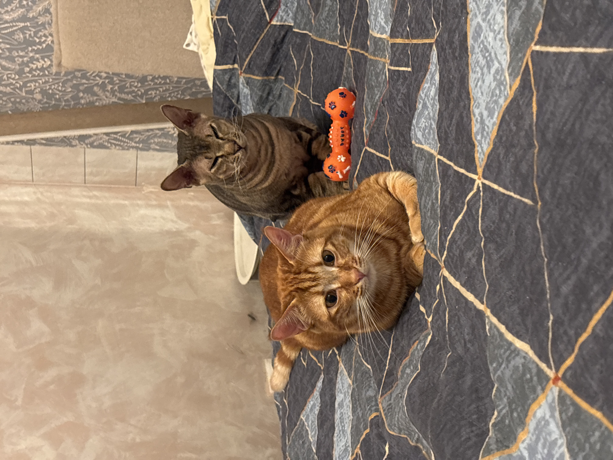 Two cats rest with dog toy in Natukhayevskaya home