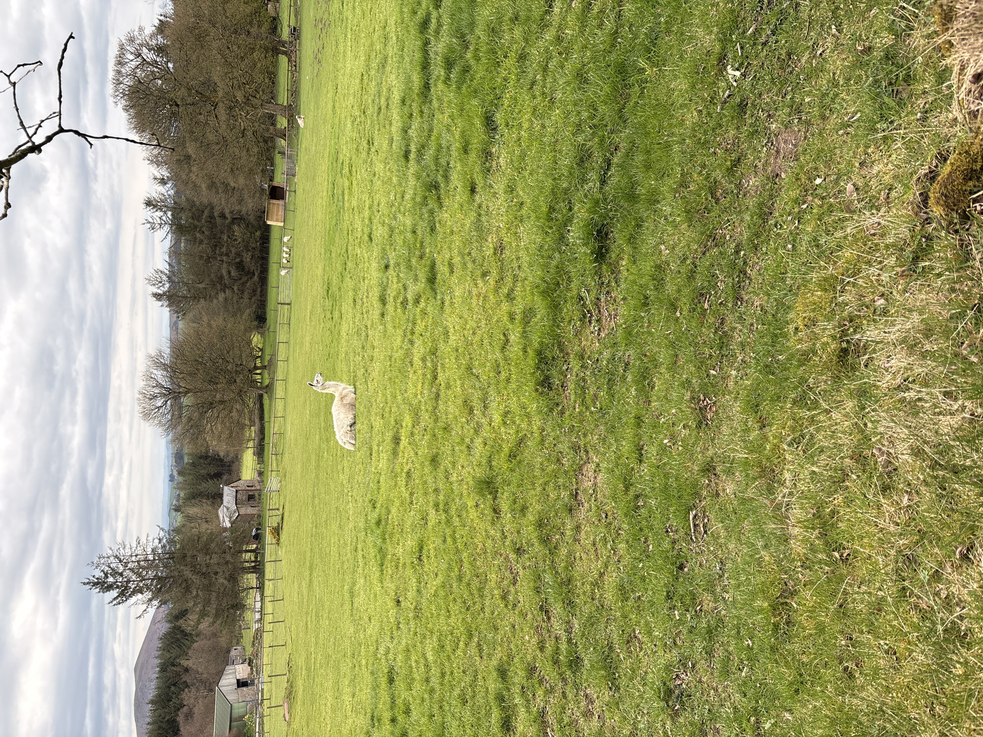 Llamas and alpacas spotted grazing in Shrewsbury fields