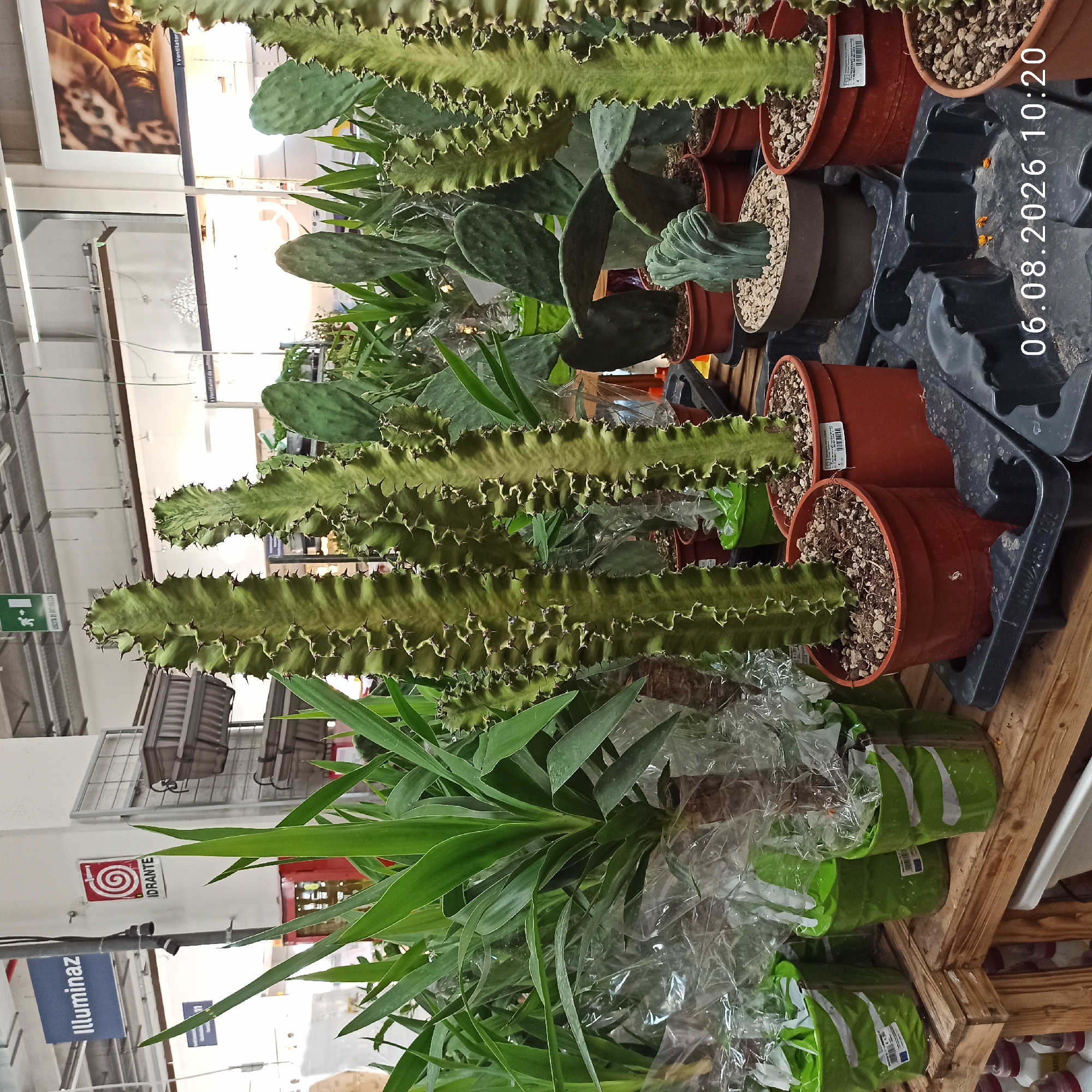 Leisurely walk through a Bari Leroy Merlin, plants to décor
