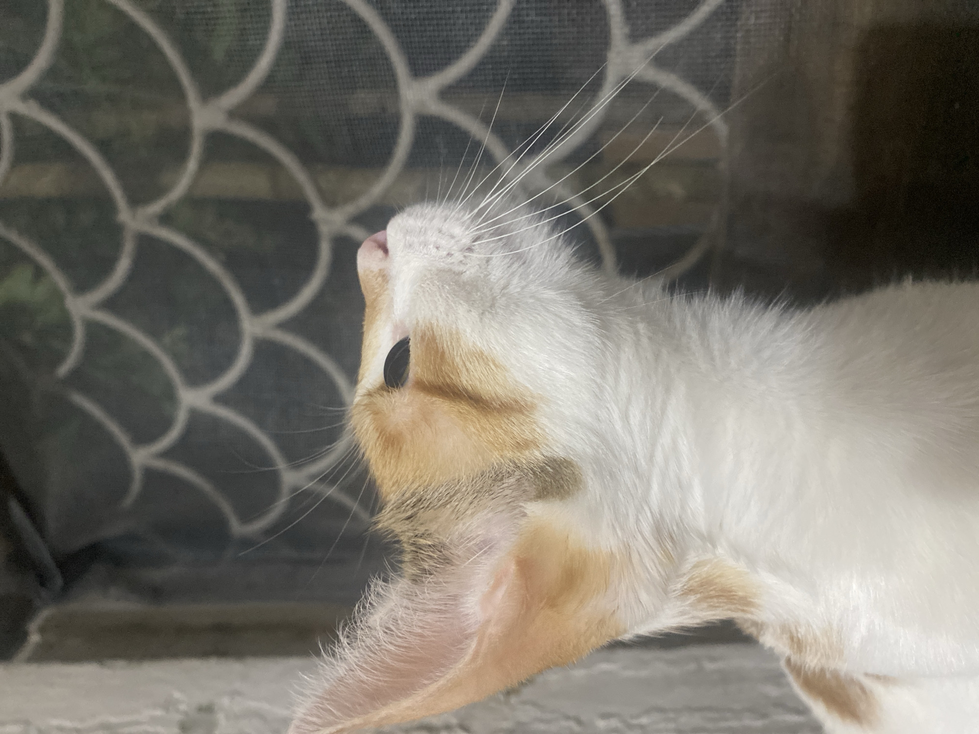 Cats of Baku: calicos and white cats up close