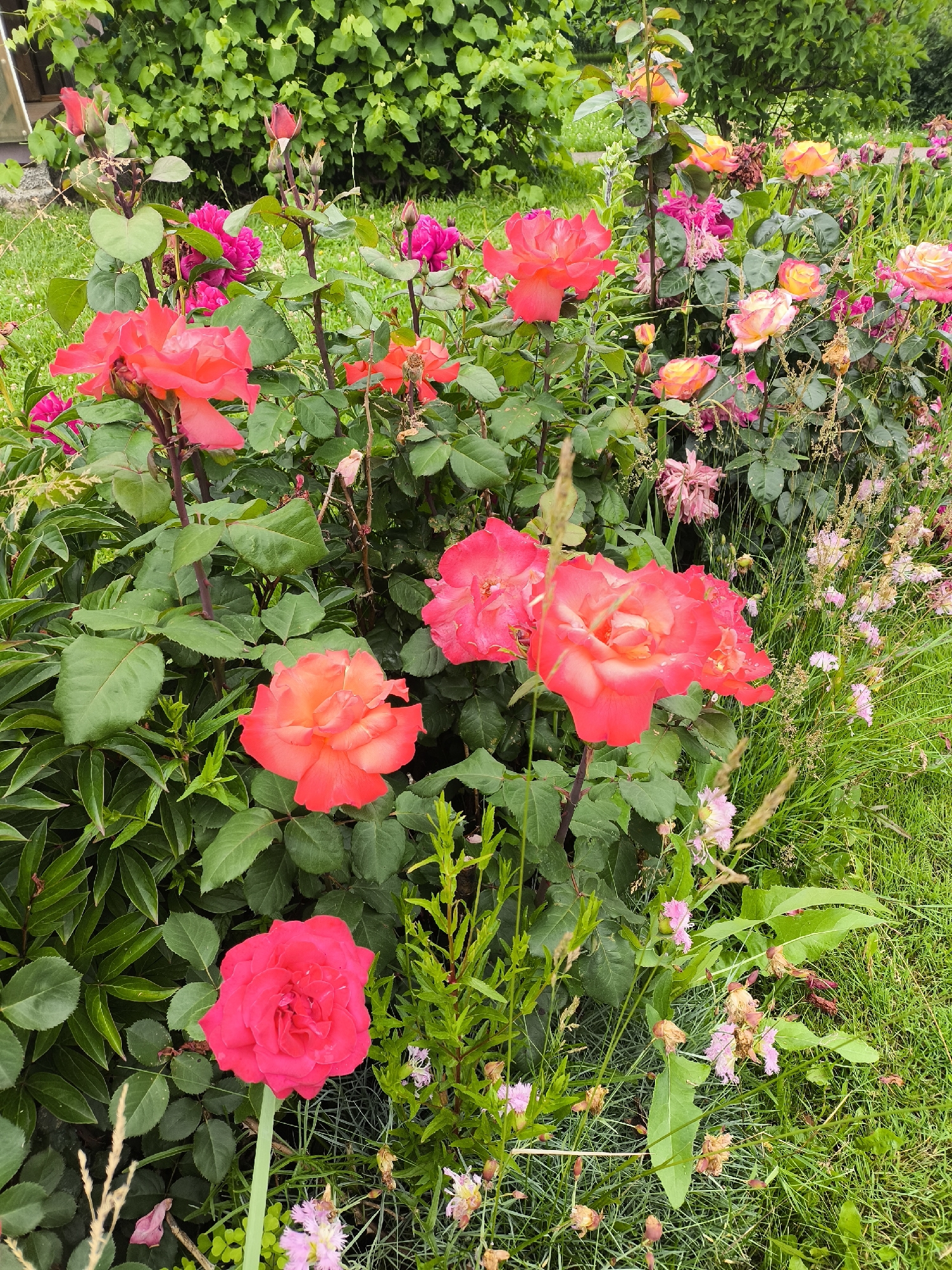 Rose garden in full summer bloom, Sel'khoztekhnika