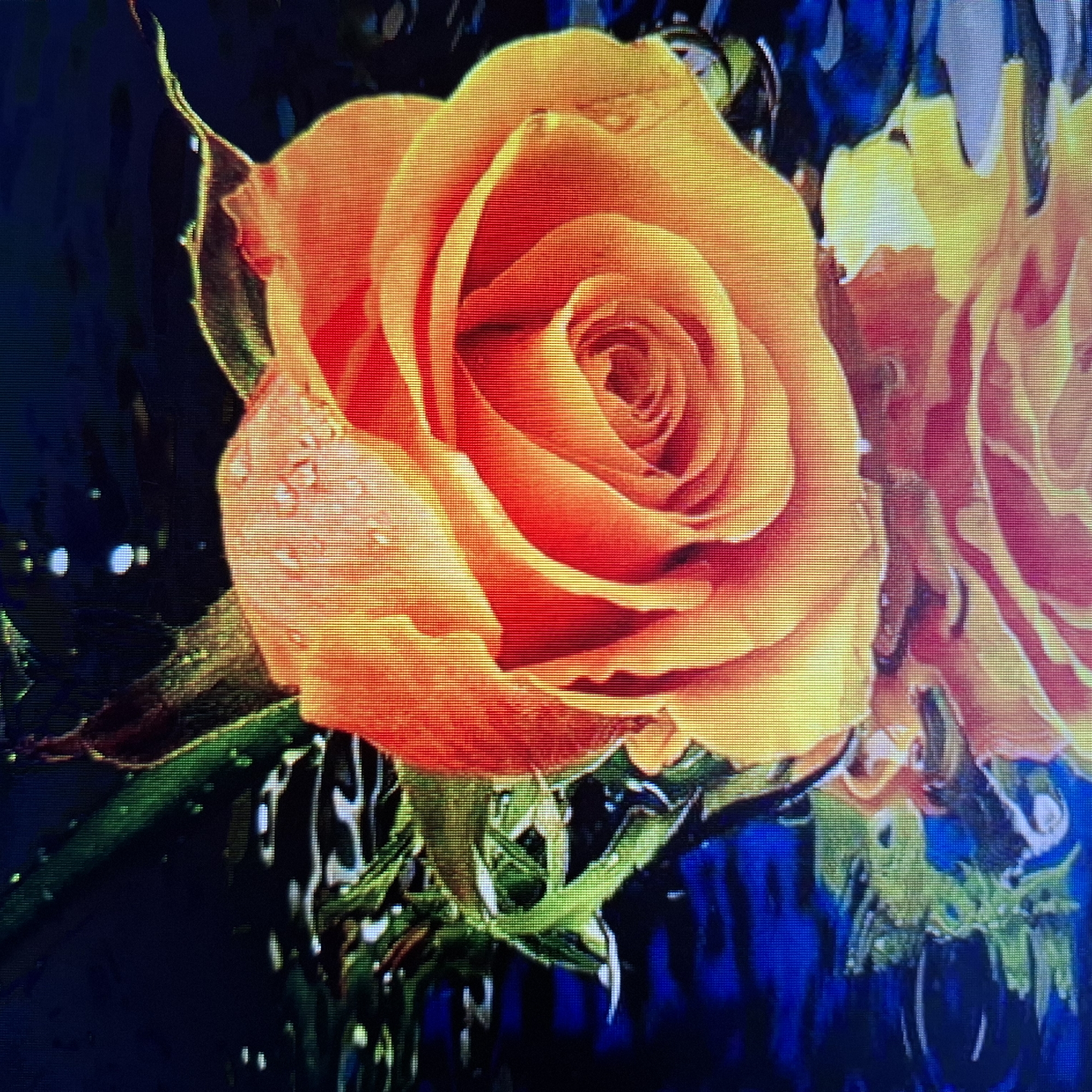 Close-up rose photography with water droplets and styled arrangements