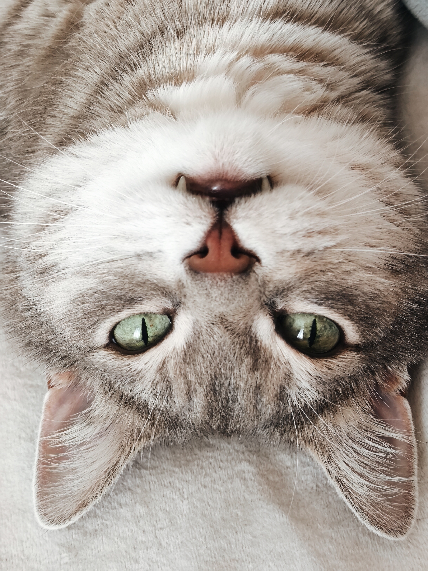 Grey tabby cat relaxes at home, shot from every angle