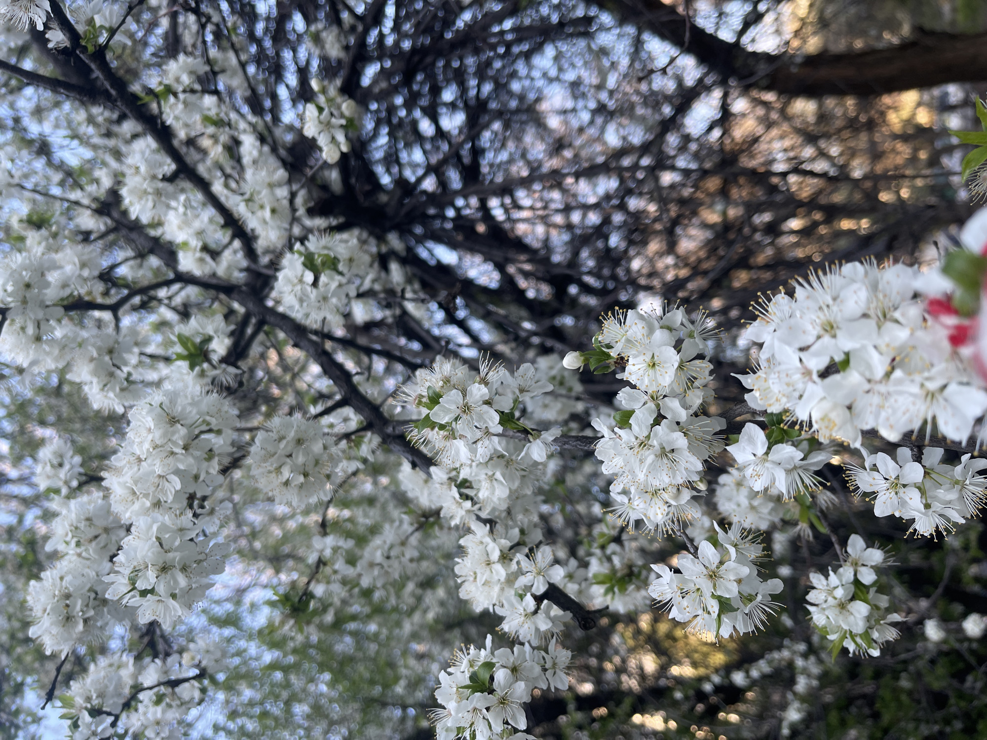White blooming tree observed in Sofia during spring morning