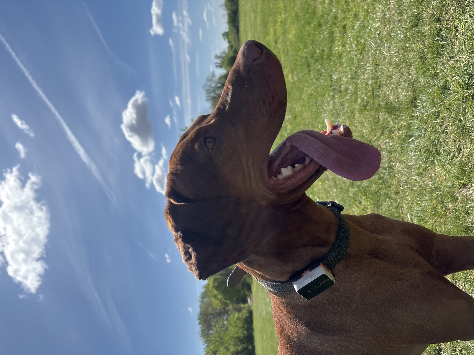 Person plays fetch with Vizsla dog in Broxbourne field