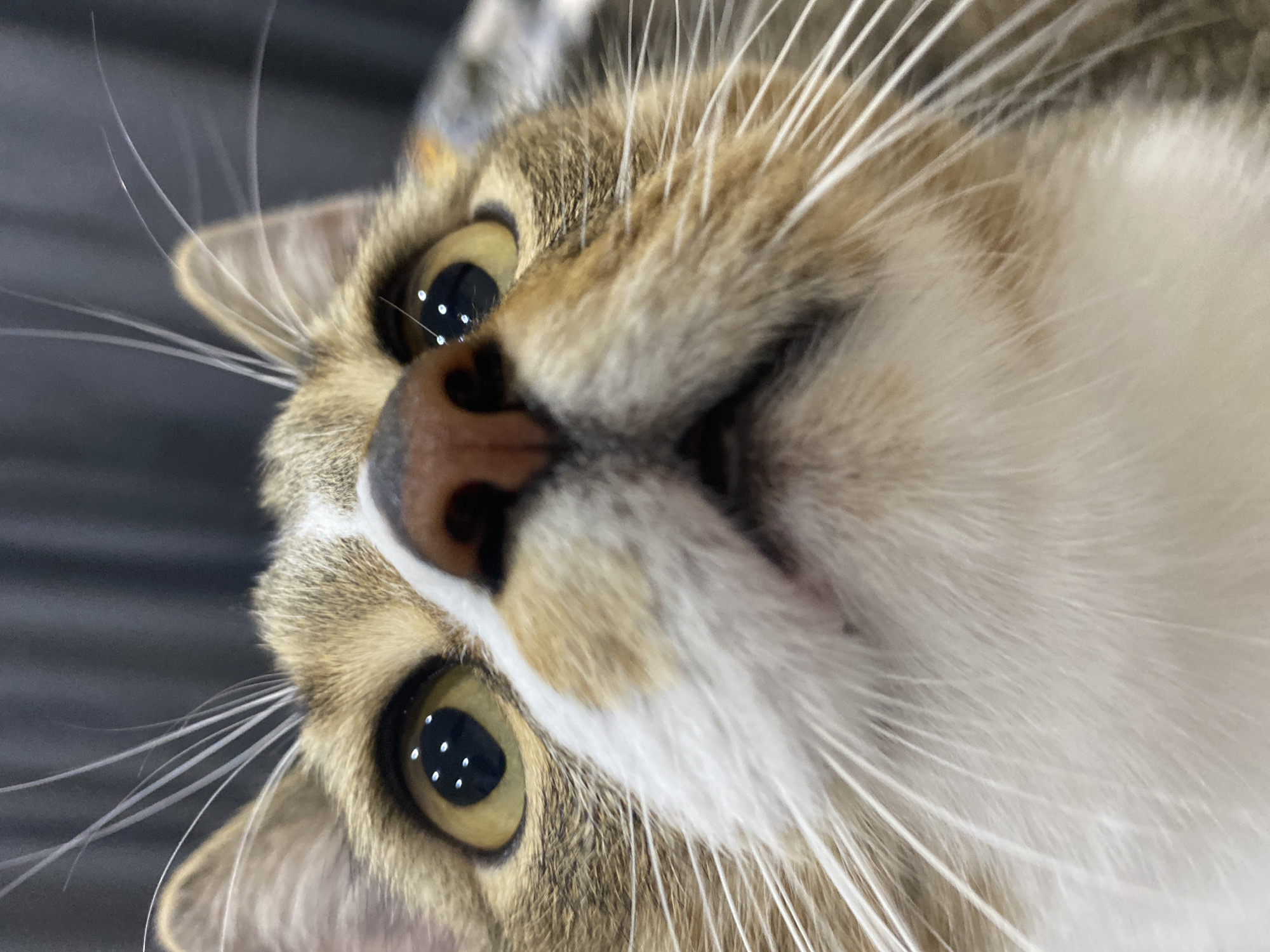 Tabby cat portrait, up close and low-angle, Novokuybyshevsk