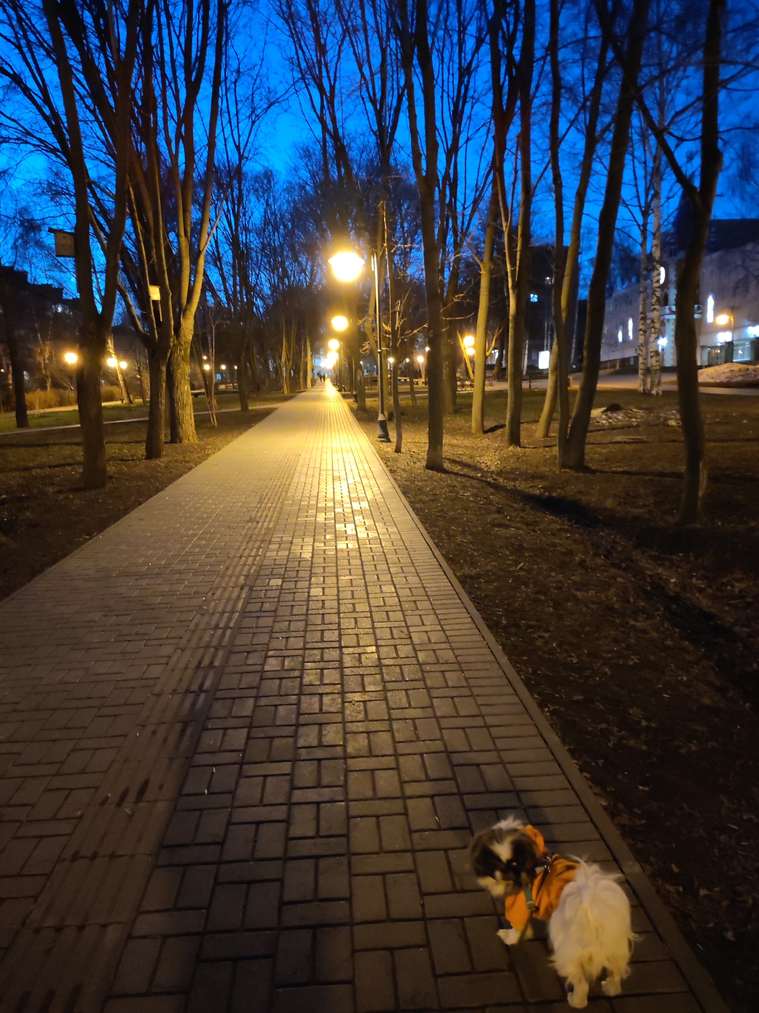 Evening dog walk documented through twilight streets of Izhevsk