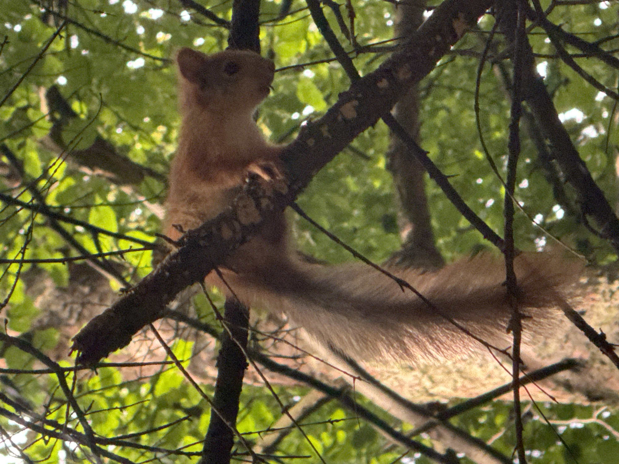 Squirrel in the Moscow trees, June 2026