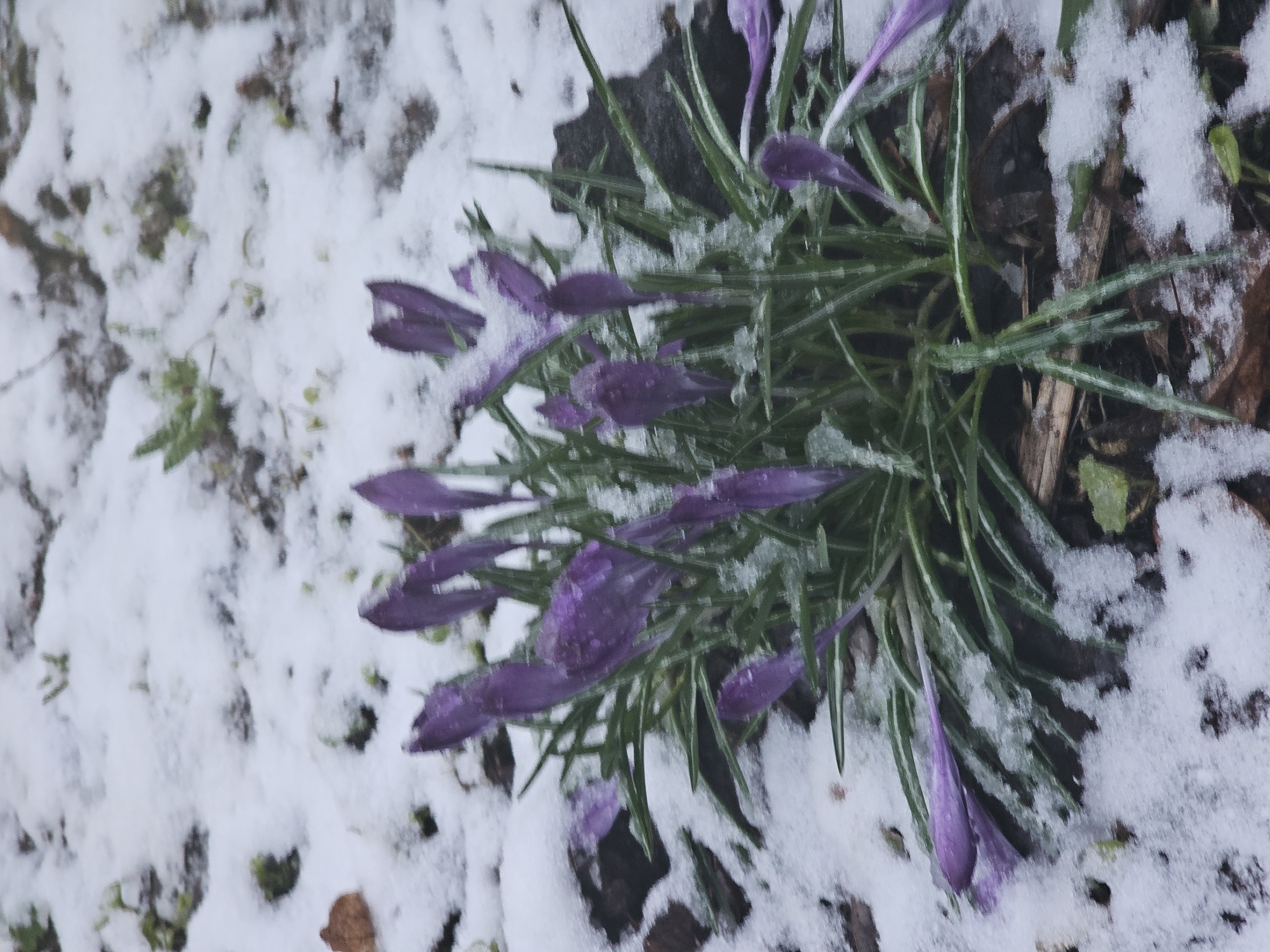 Purple crocuses bloom through snow in Moscow spring scene