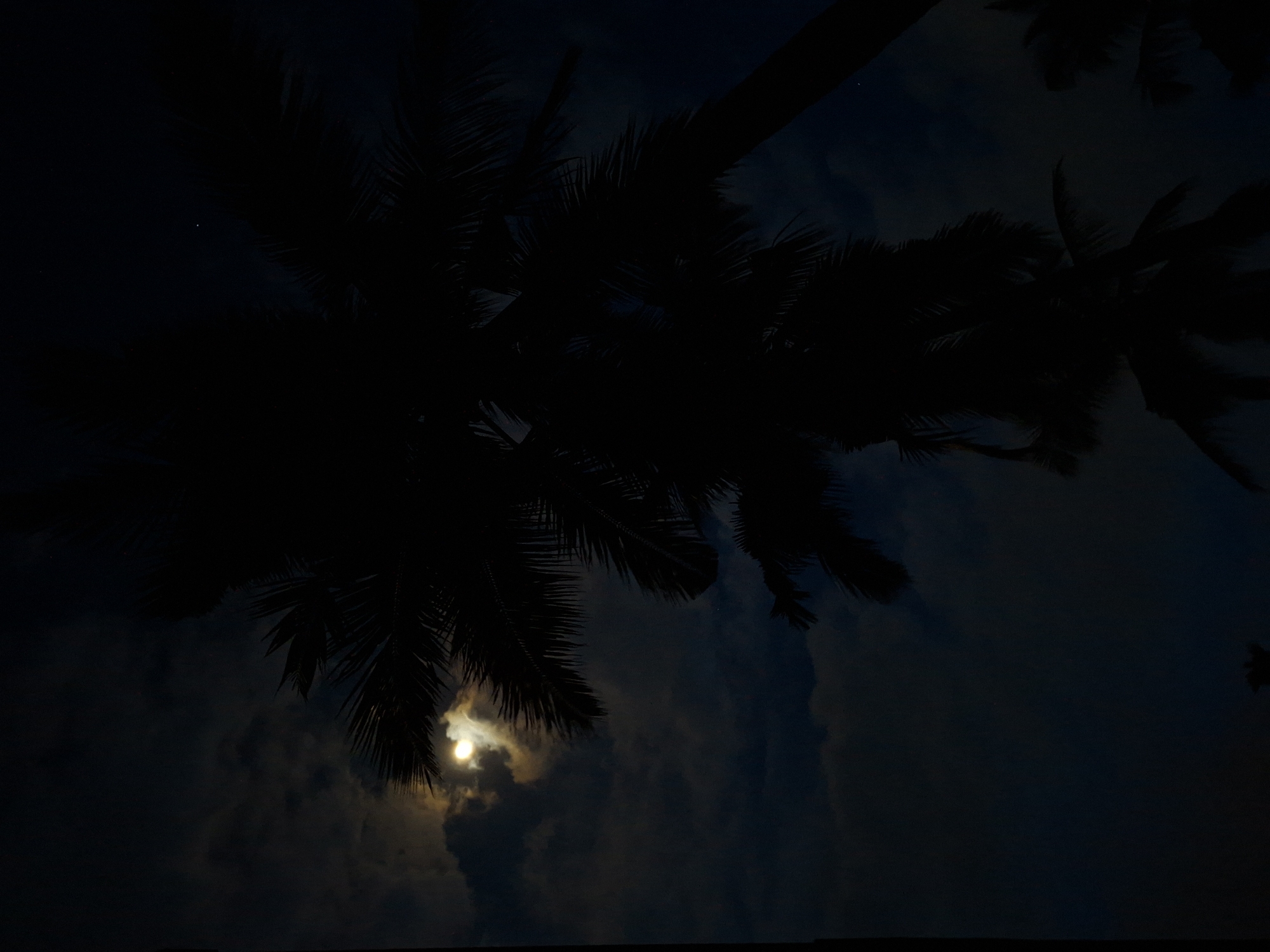 Night scenes with palm silhouettes captured in Lhokseumawe