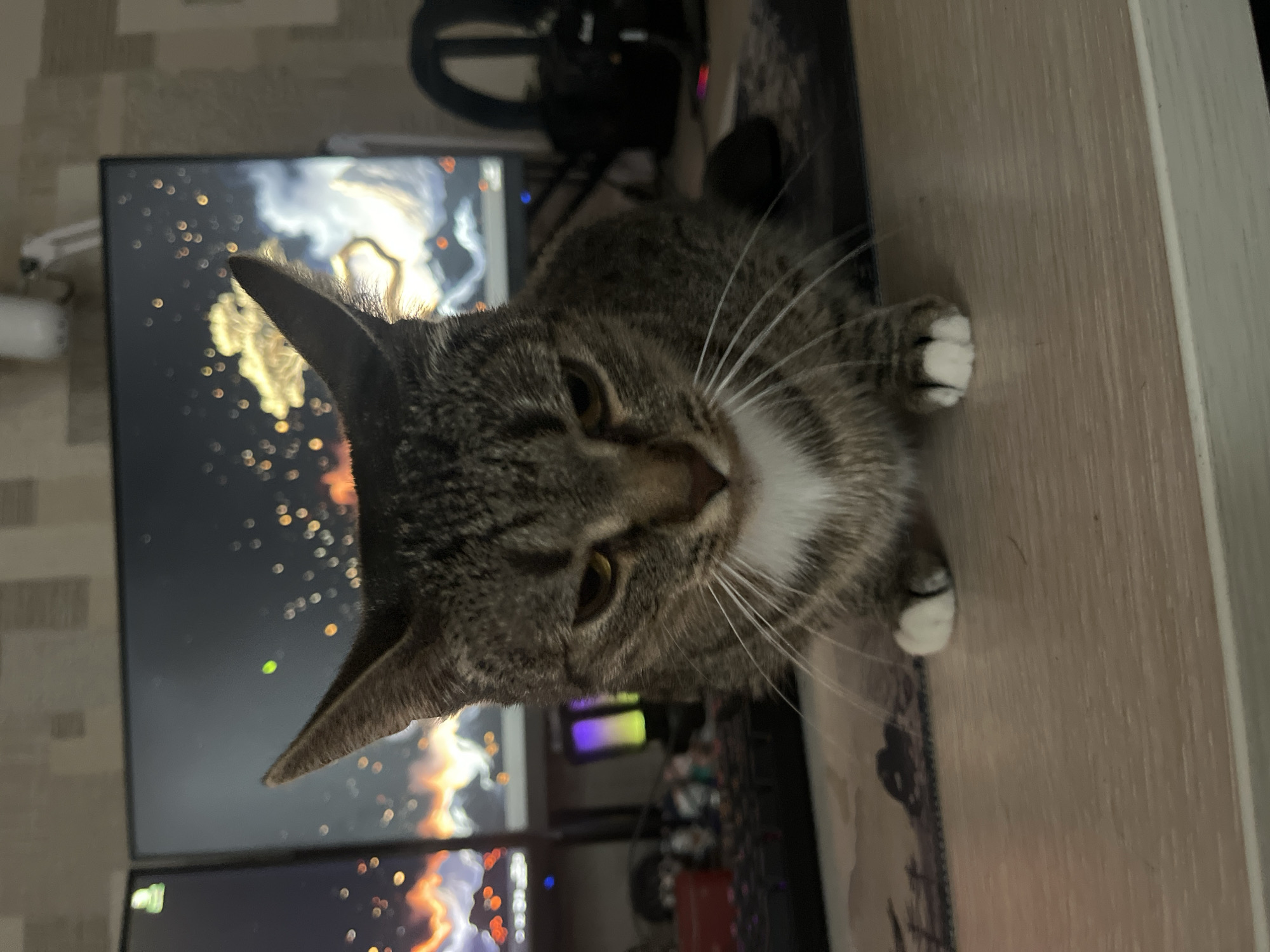 Tabby cat observed resting indoors in Khimki, Russia