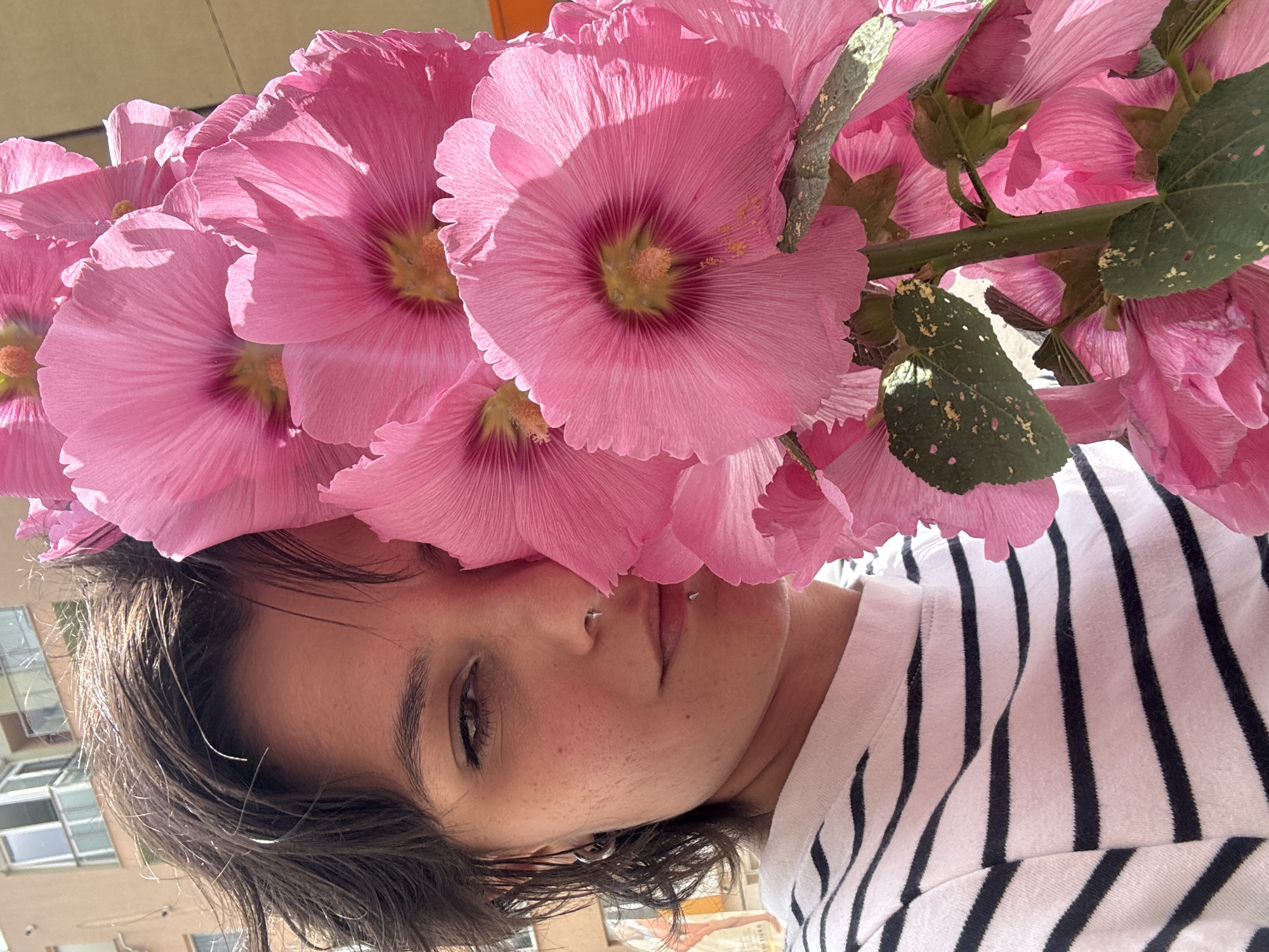 Face to face with bright pink hollyhocks in Sofia