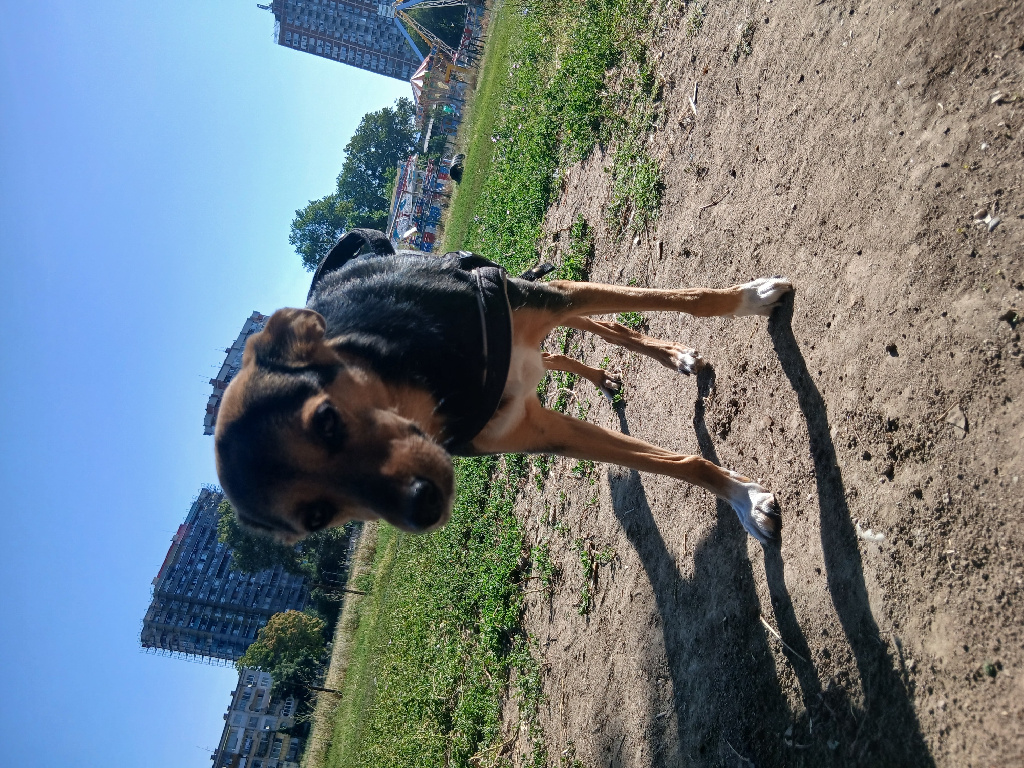Morning hangout at a local dog park, lots of dogs.