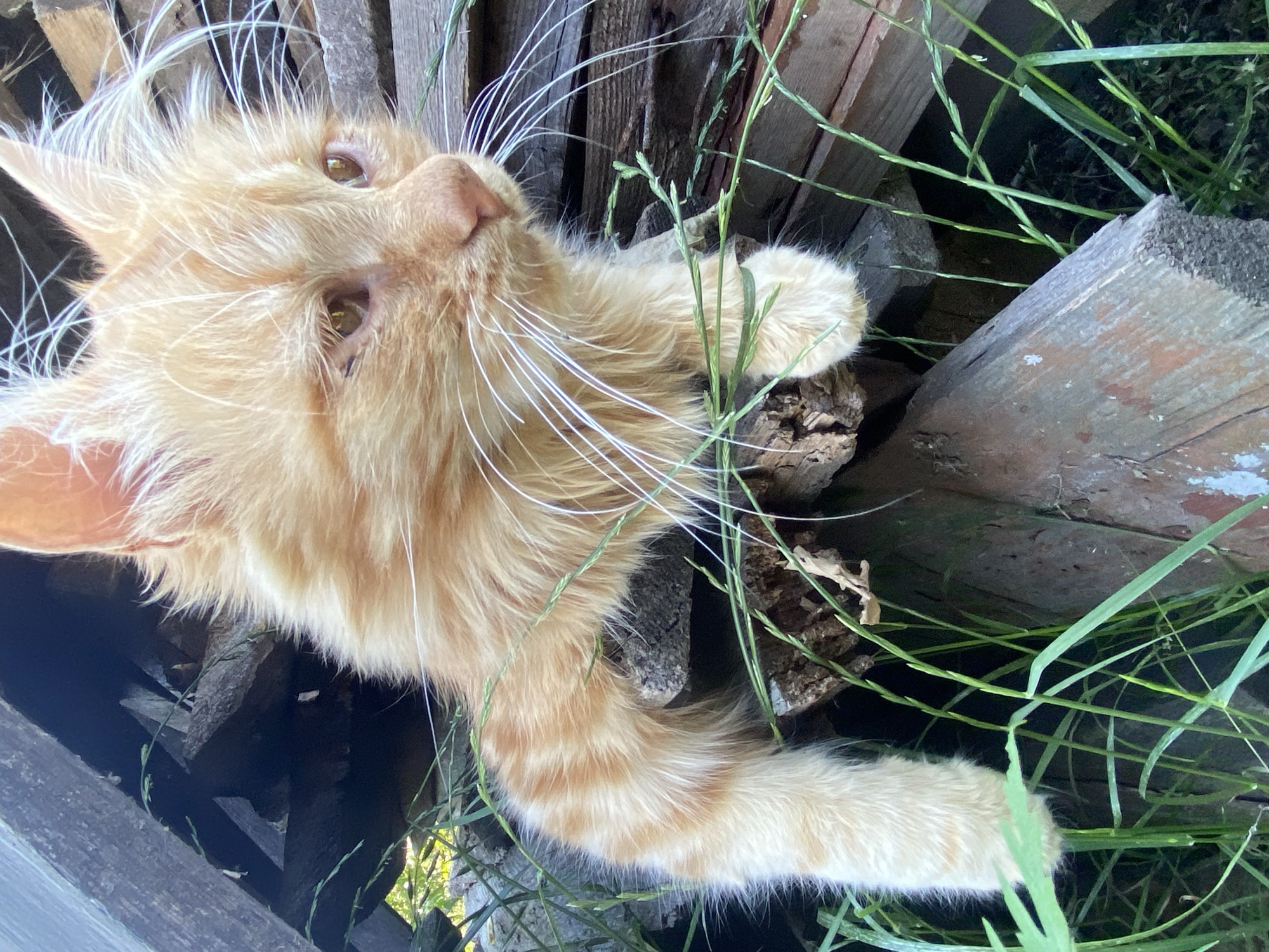 Cats and a kid in a Moldovan backyard on a summer morning