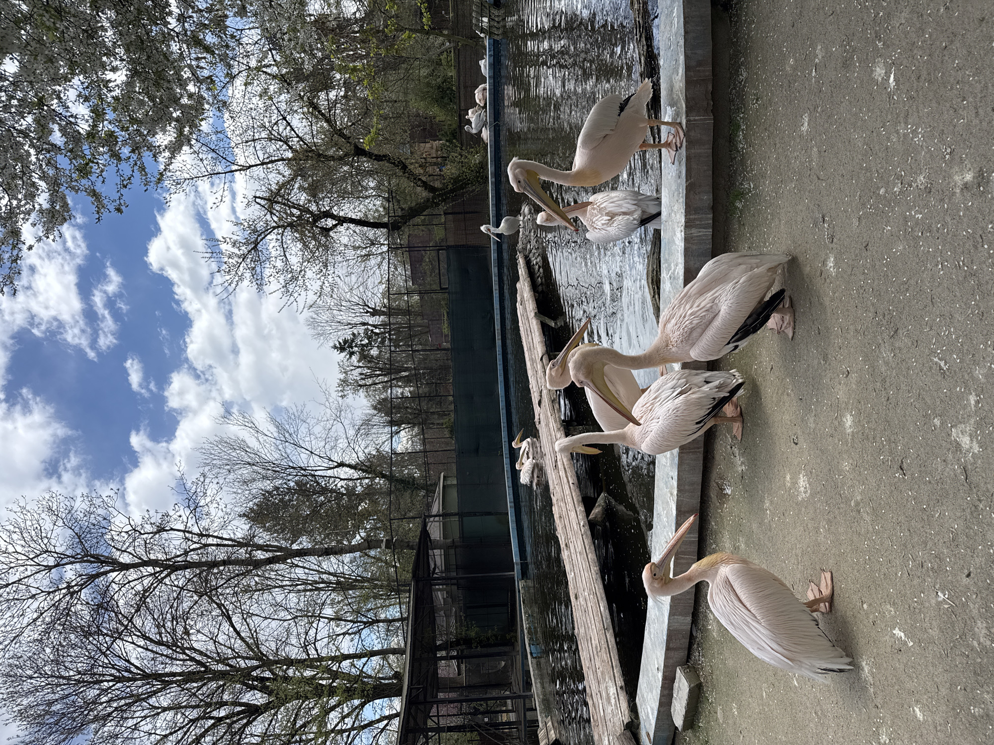 Zoo animals observed by visitors in Bucharest