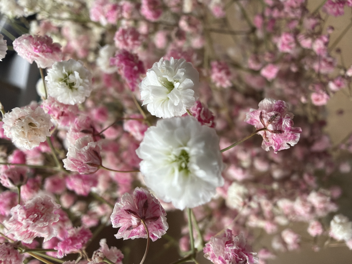 Spring flower arrangements documented in Rusalevka, Russia
