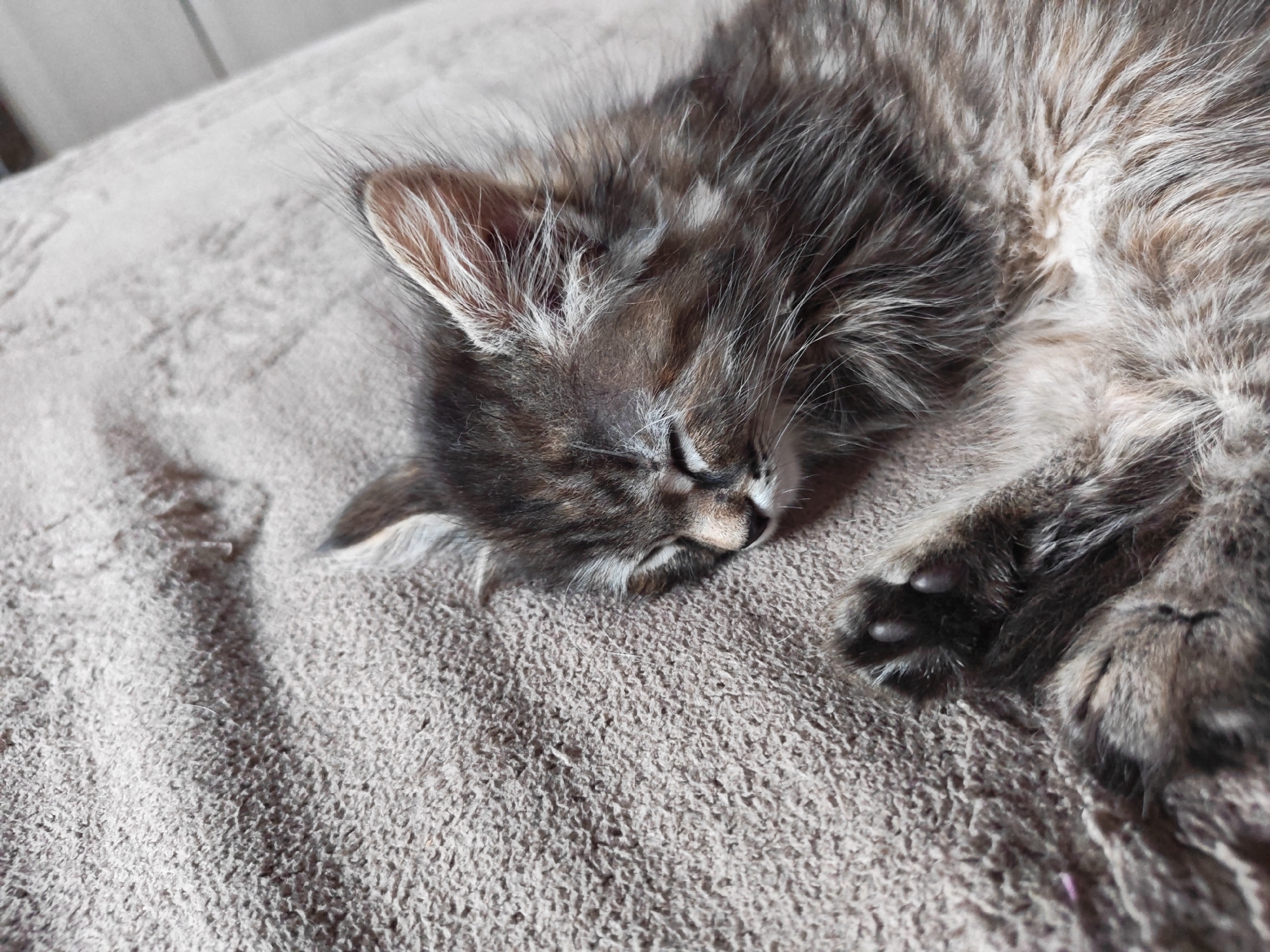 Gray tabby cat sleeping and posing in Tolyatti