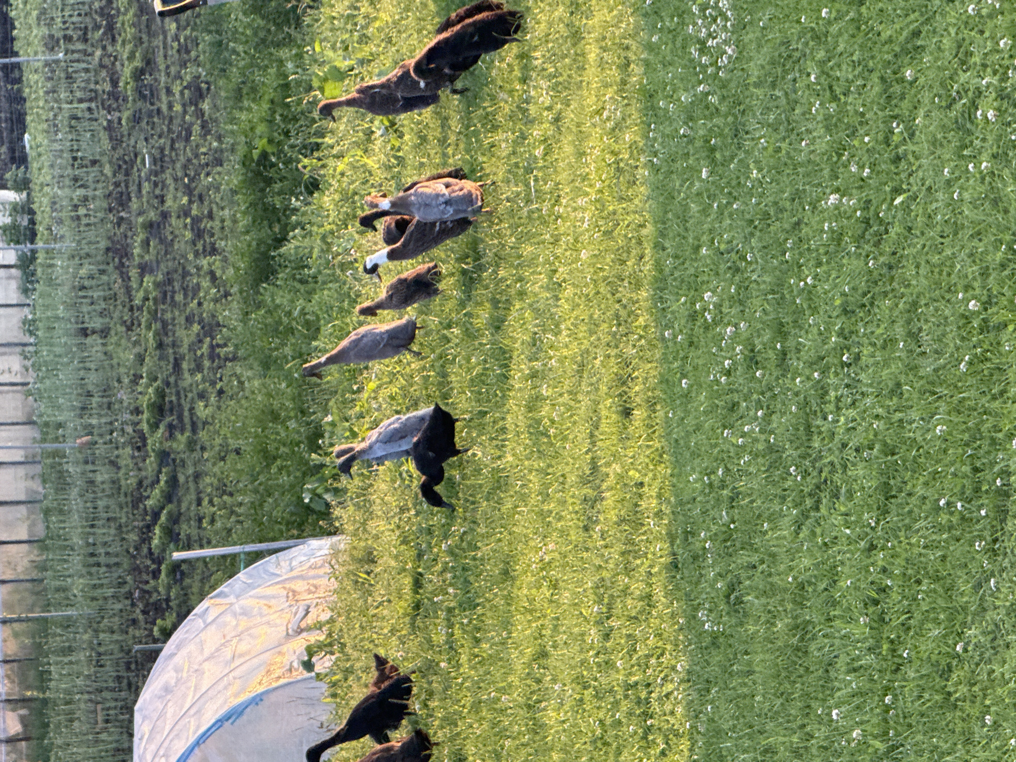 Indian Runner ducks roam a sunny field in rural Lithuania