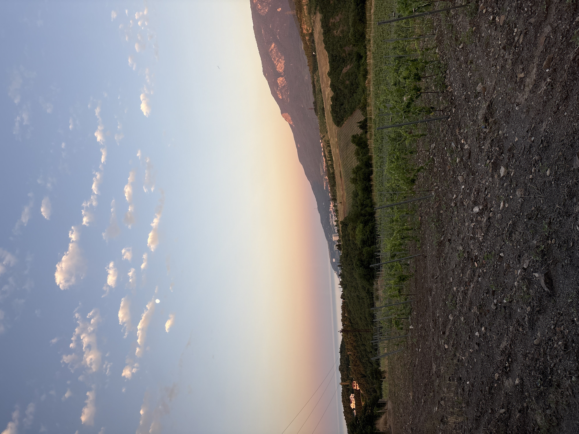 Young vineyard at dusk, Lavrovoe, Ukraine