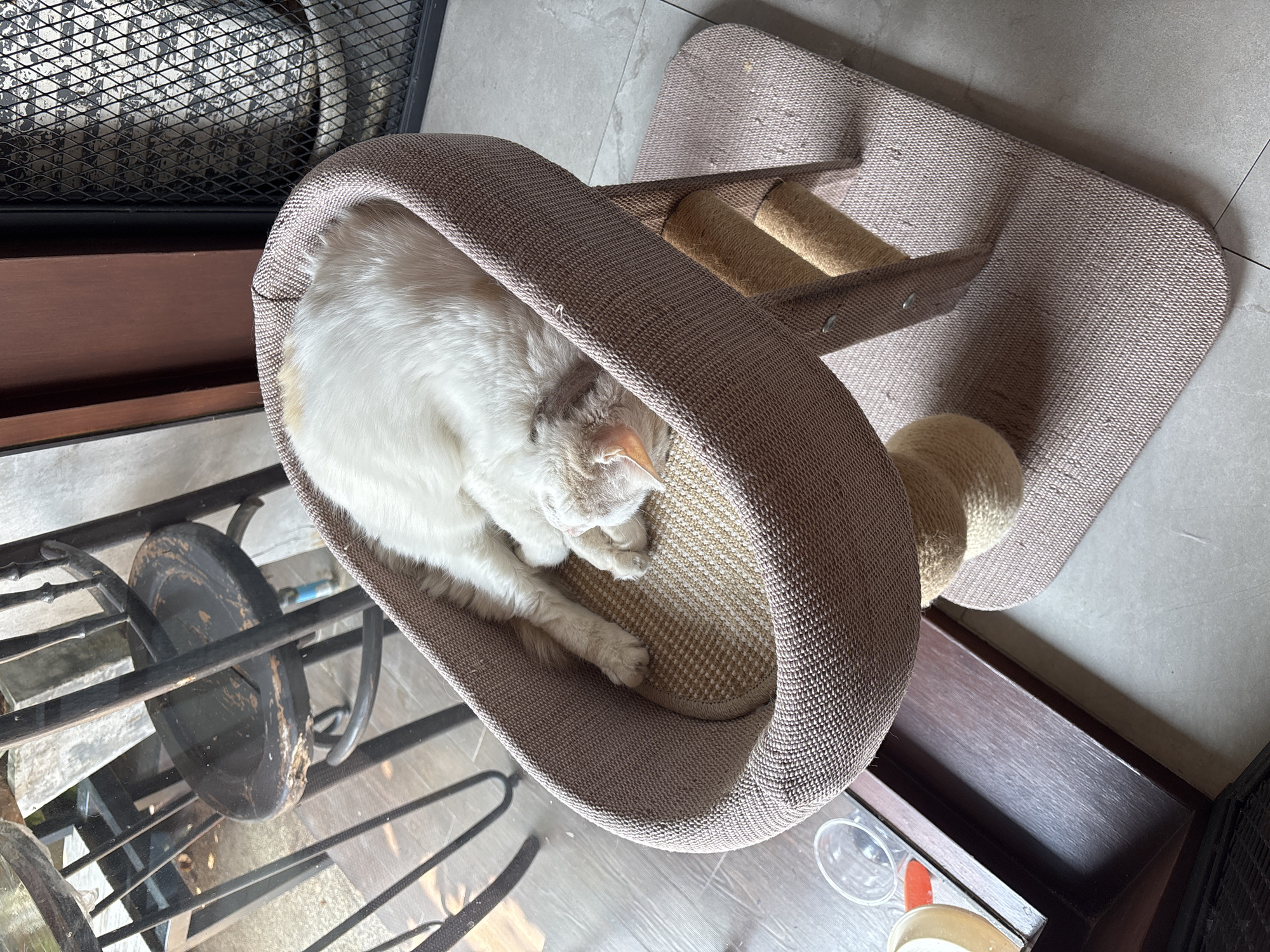 Quiet morning moments with sleeping cats and gardens in Thailand