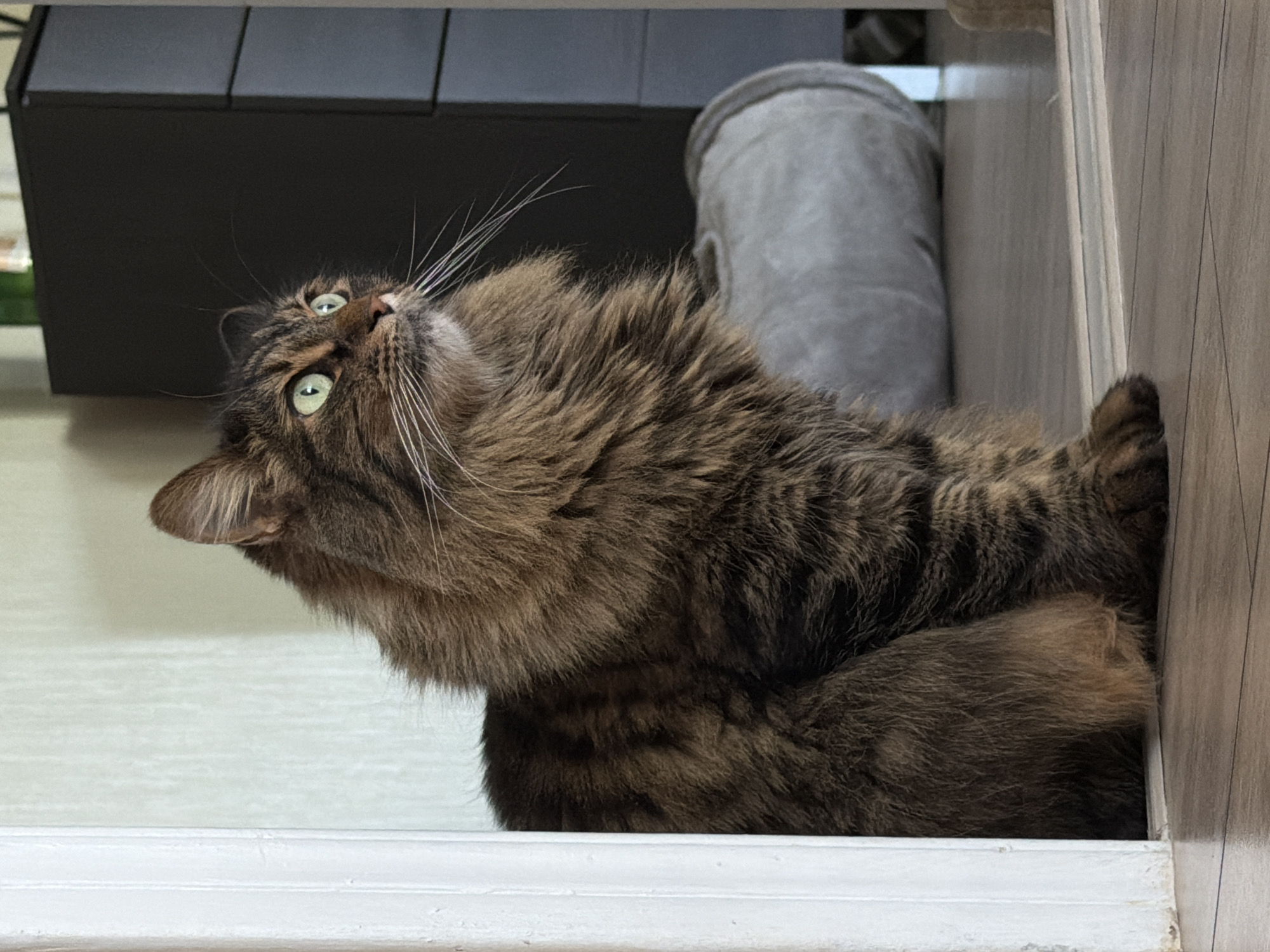 Tabbies and Sphynx cats chilling around an Odesa apartment