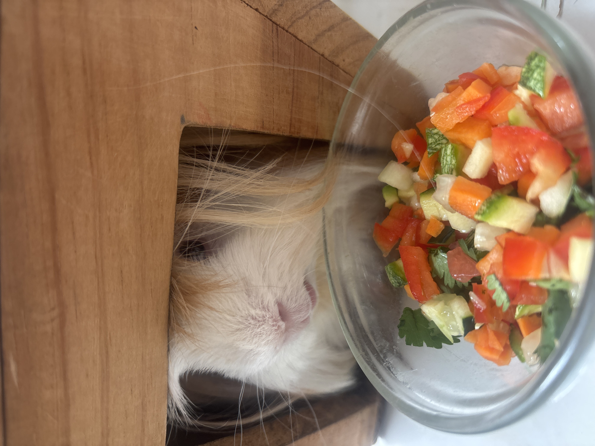 Guinea pig feeds on vegetables in Puebla home